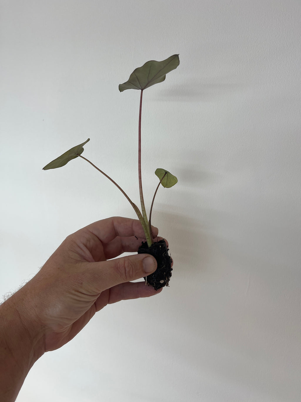 Colocasia Black Magic