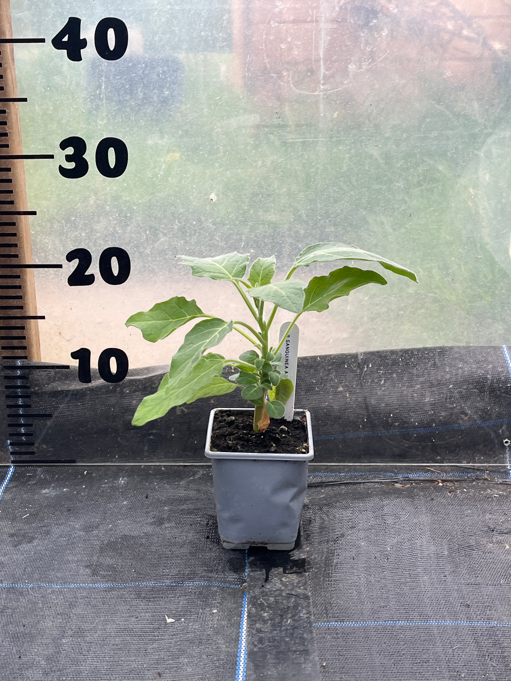 Brugmansia Sanguinea Vermilion