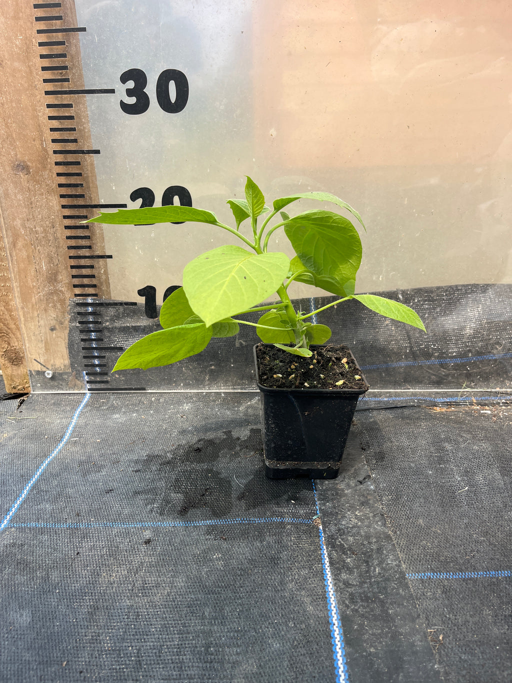 Brugmansia Suaveolens Yellow