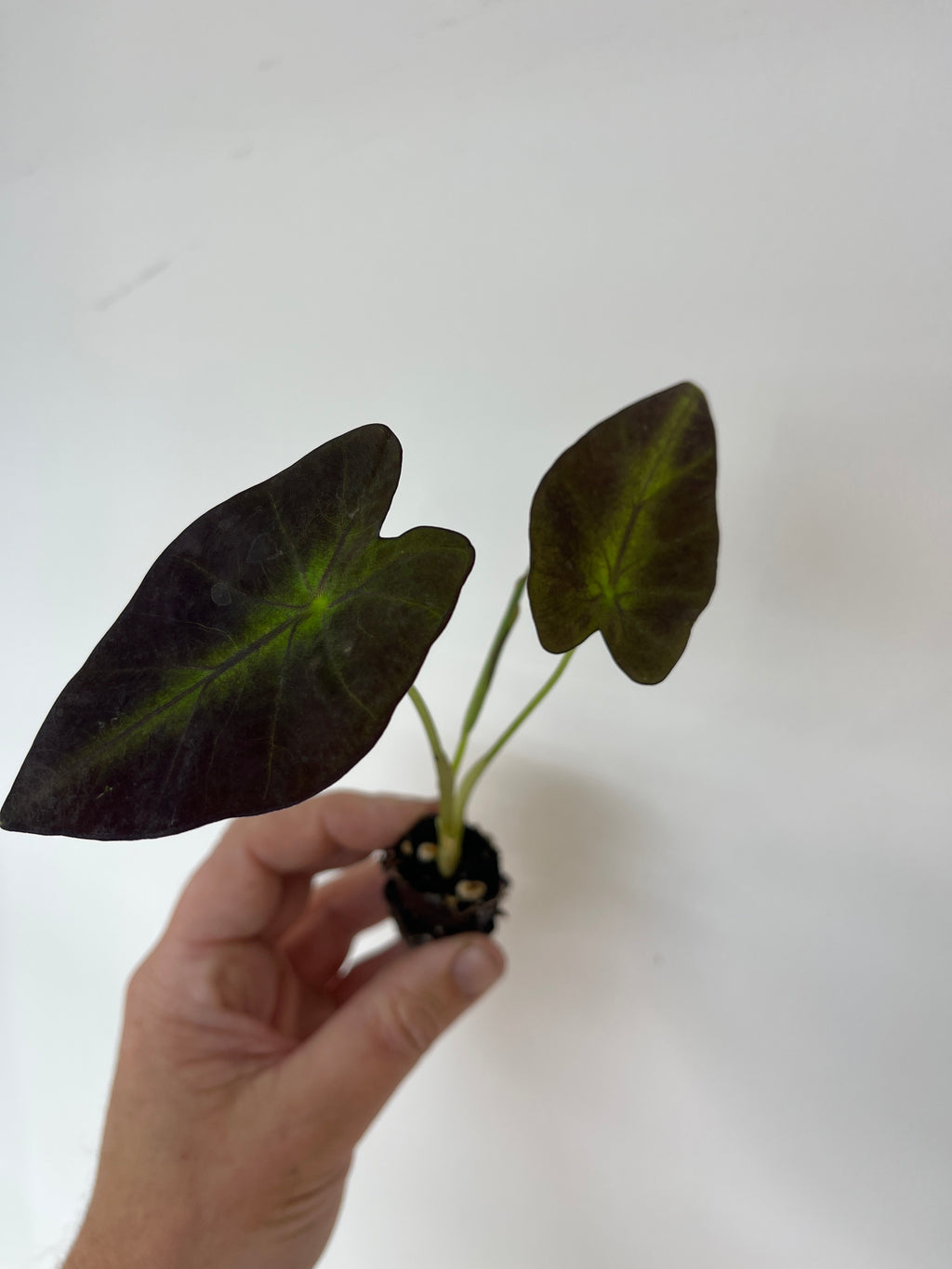 Colocasia Antiquorum 'Black Beauty'