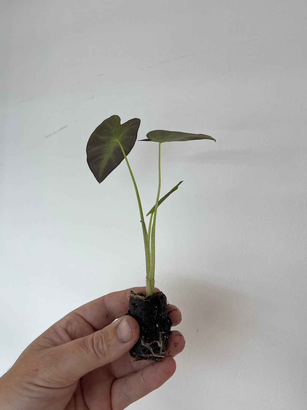 Colocasia Antiquorum 'Black Beauty'