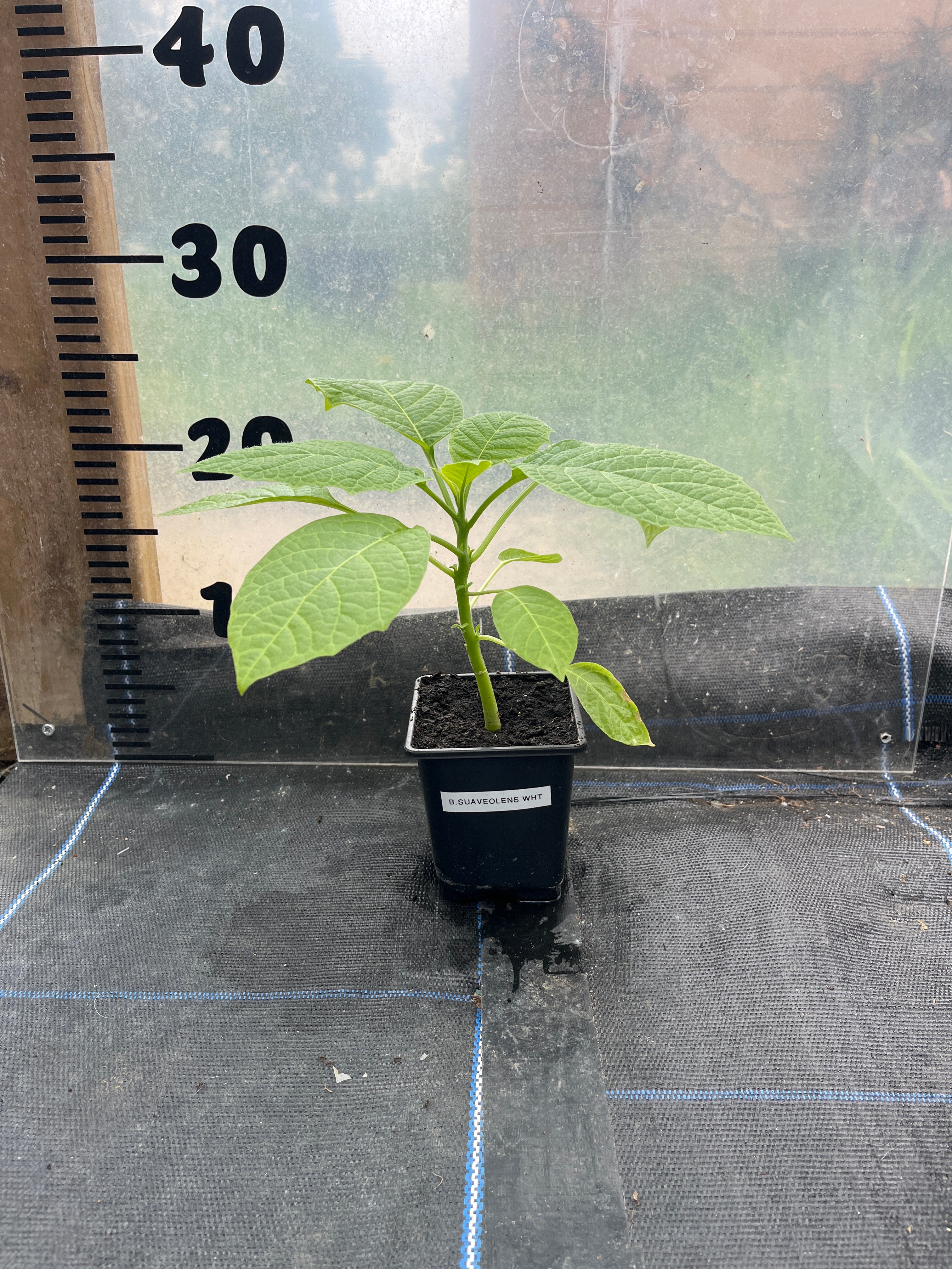 Brugmansia Suaveolens White