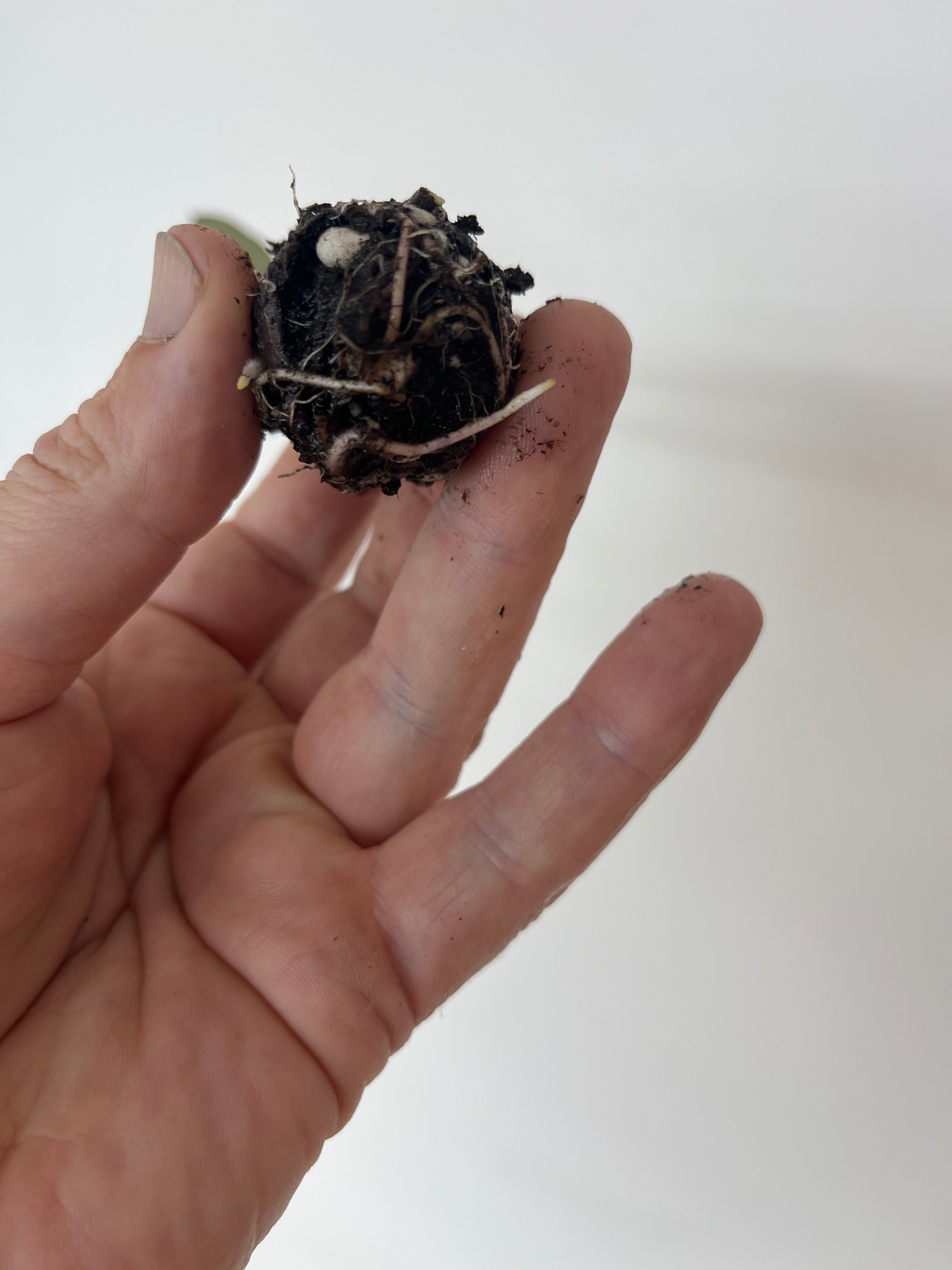 Colocasia Black Magic