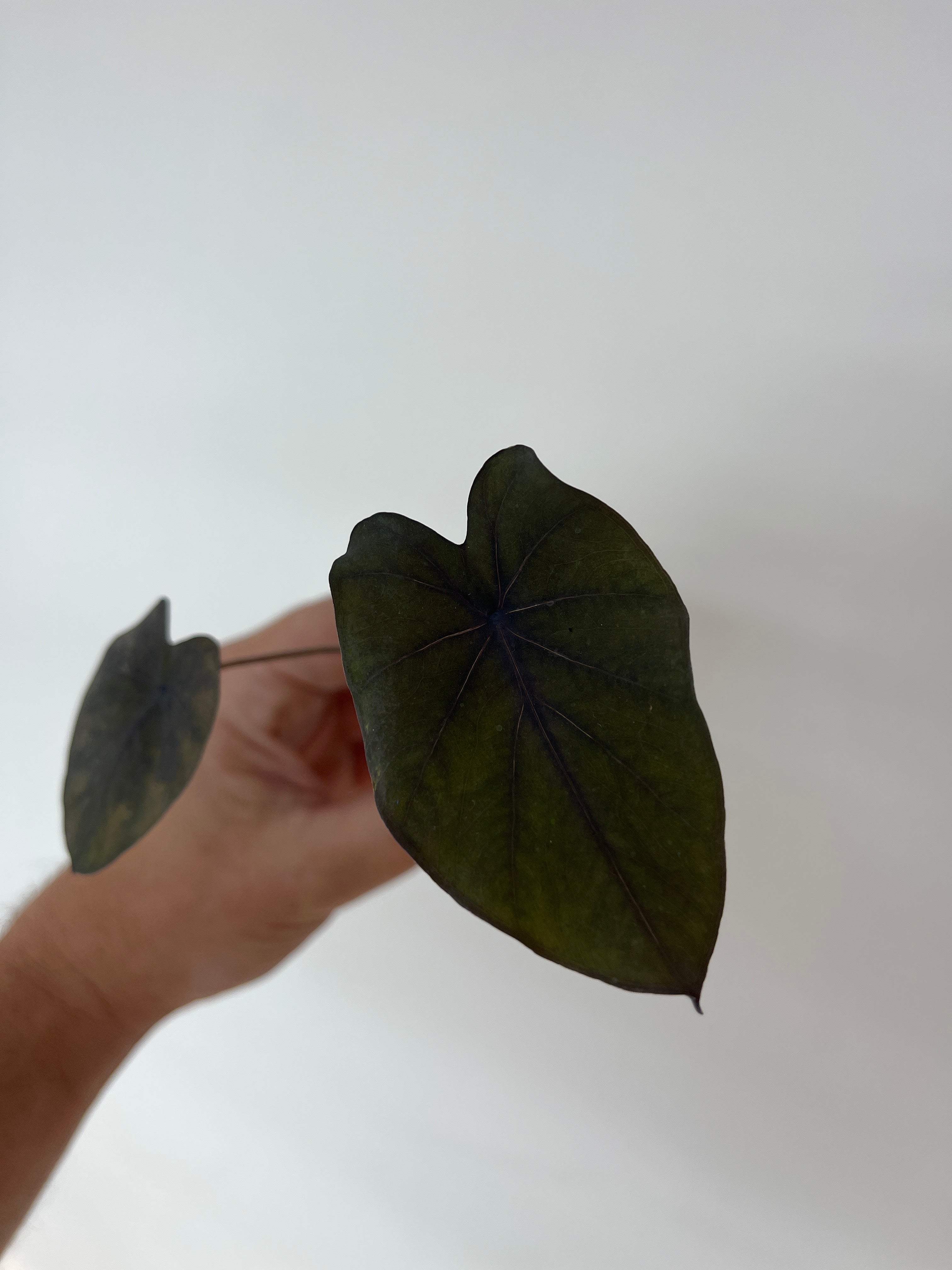 Colocasia Black Magic