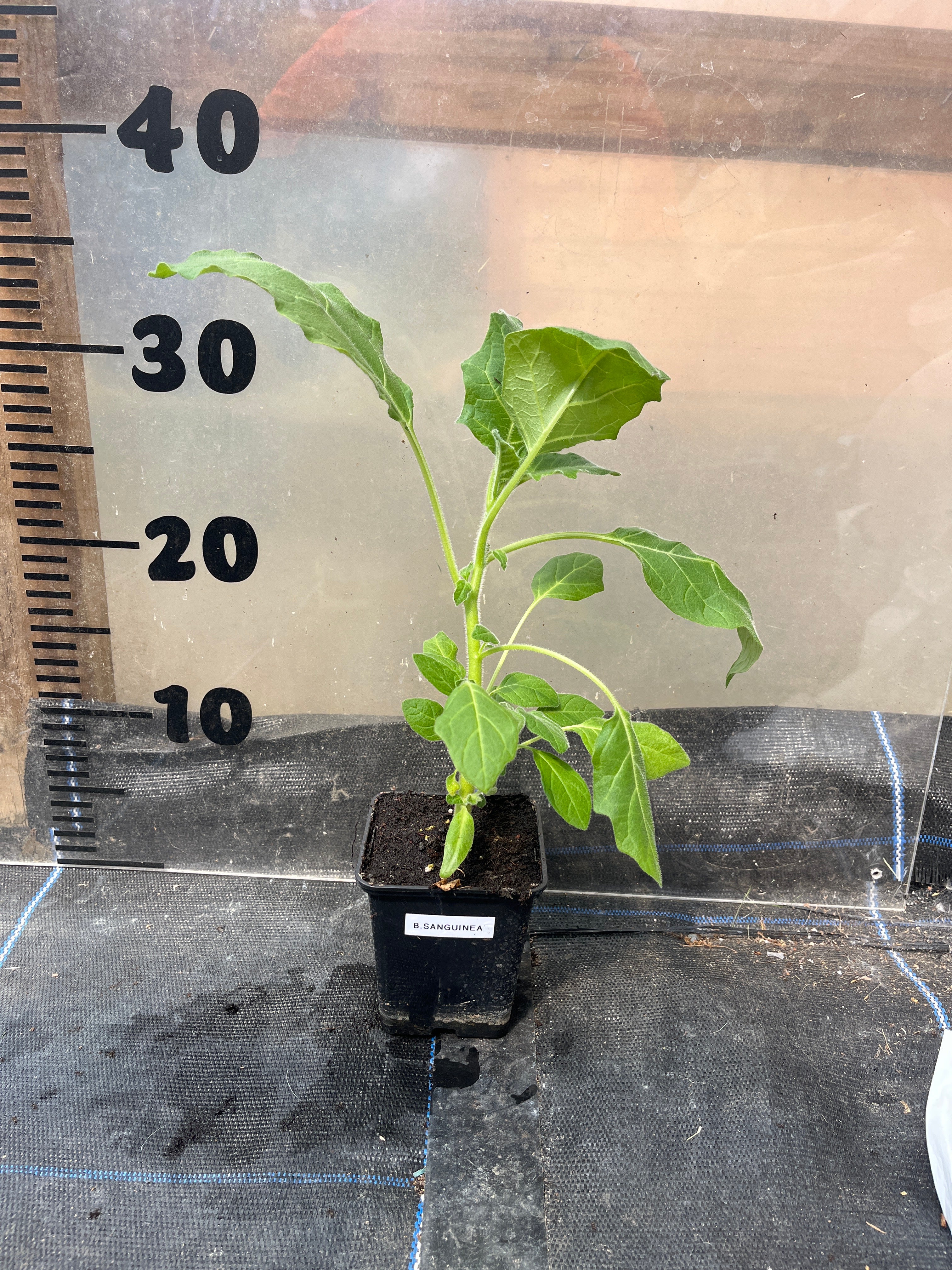 Brugmansia Sanguinea