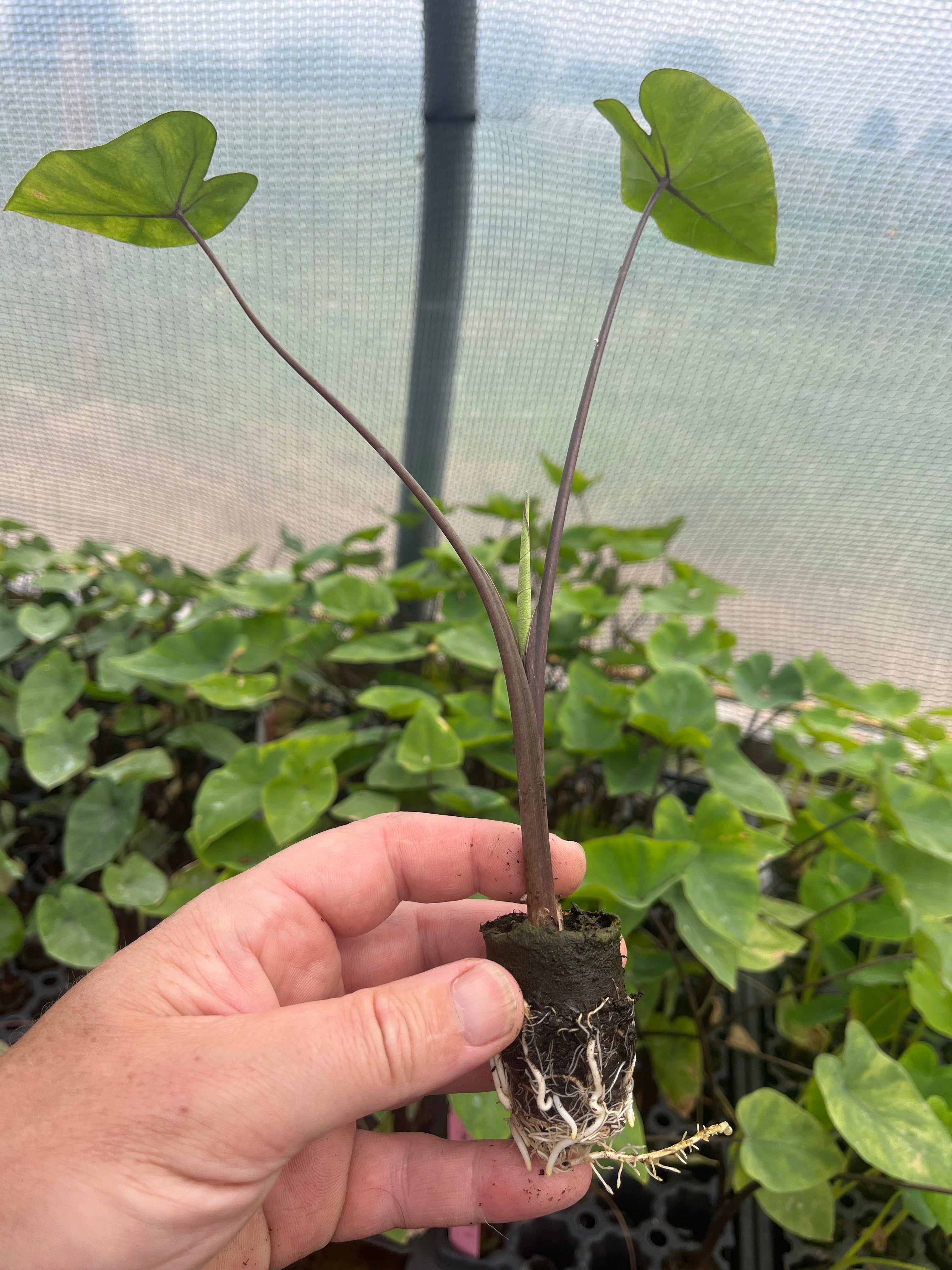 Colocasia Tea Cups