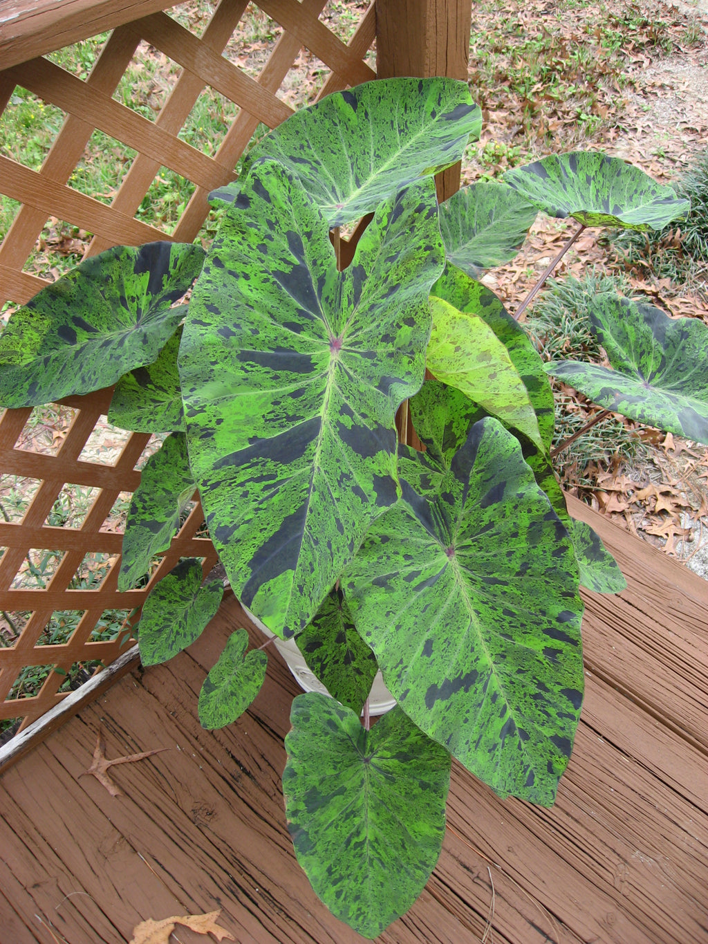 Colocasia Mojito