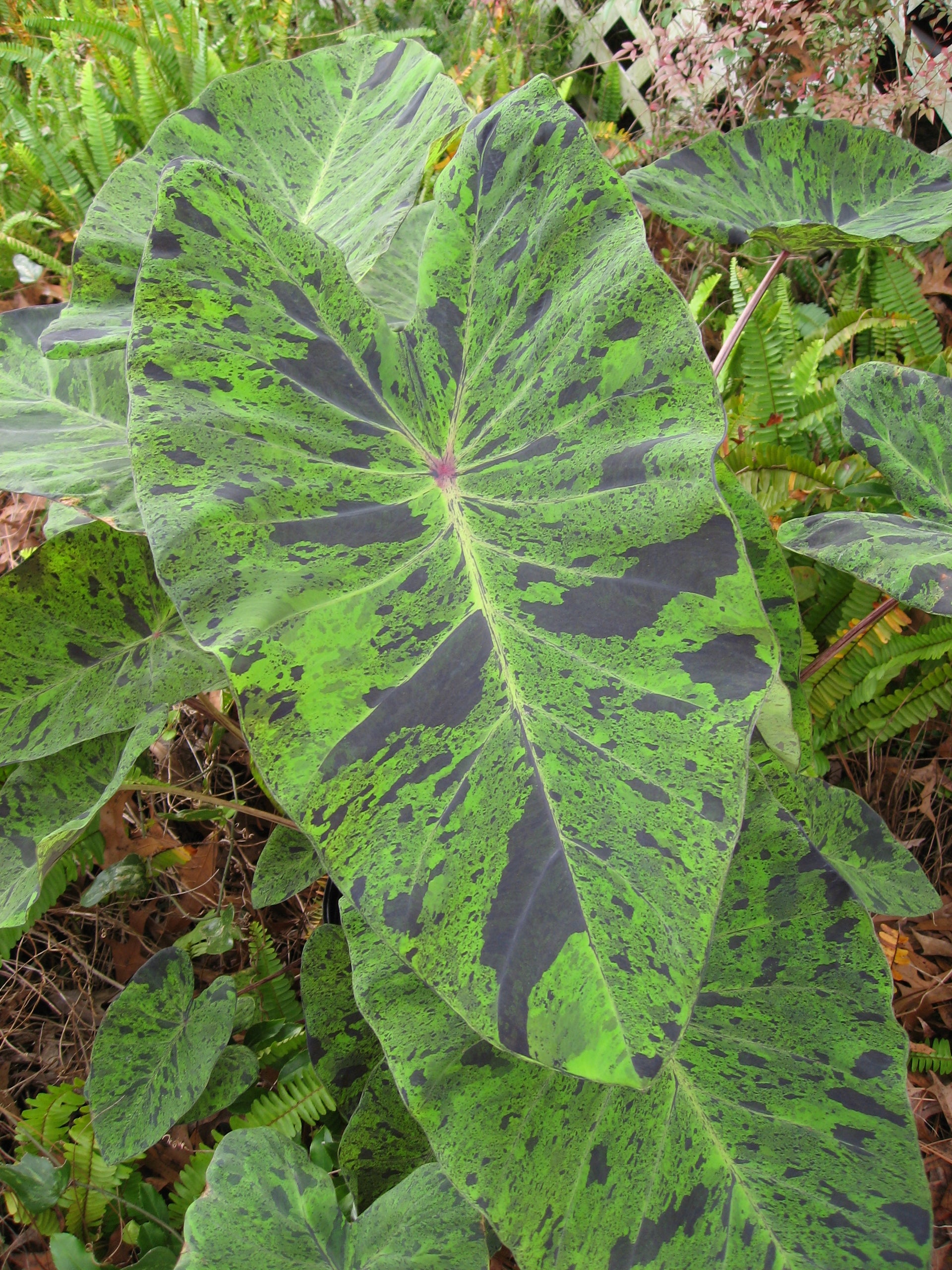 Colocasia 'Mojito' Elephant Ear – Paradise Plants