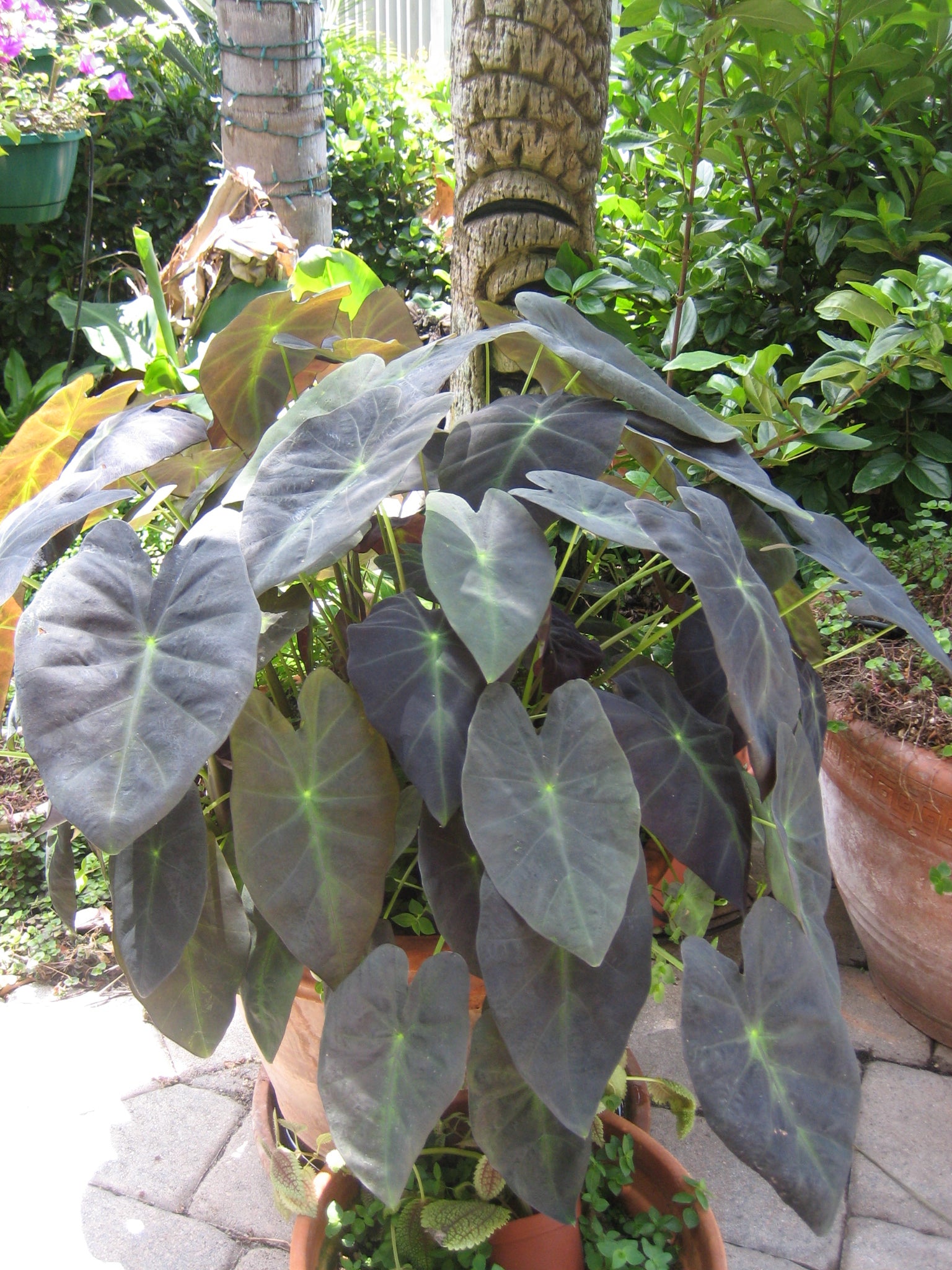 Colocasia Antiquorum 'Black Beauty'