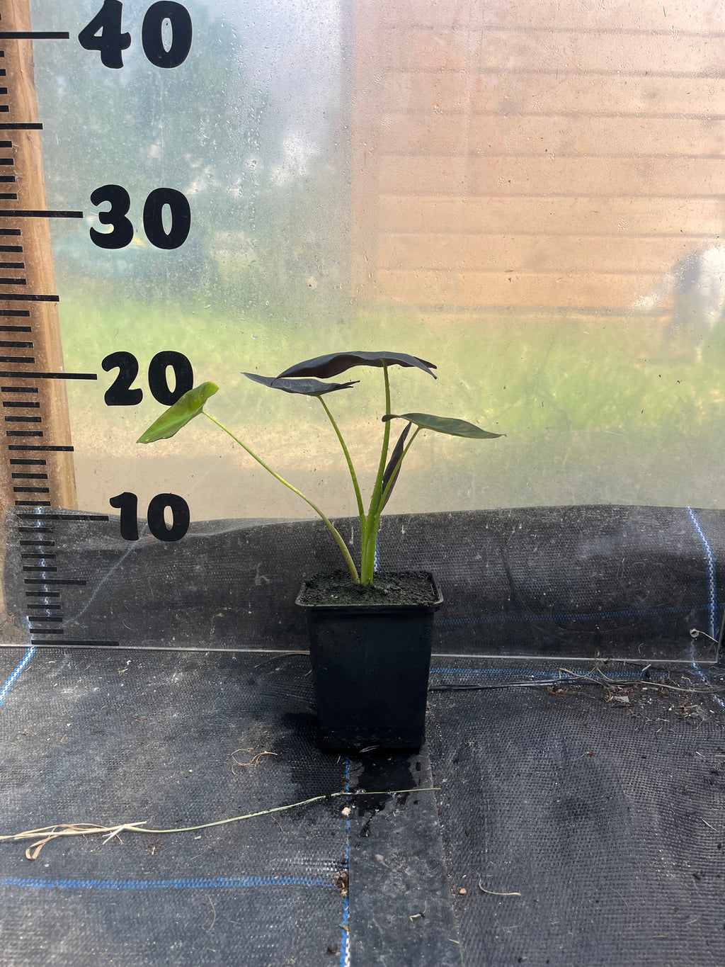 Colocasia Black Beauty picture of 9cm plant in a pot in front of a centimetre scale
