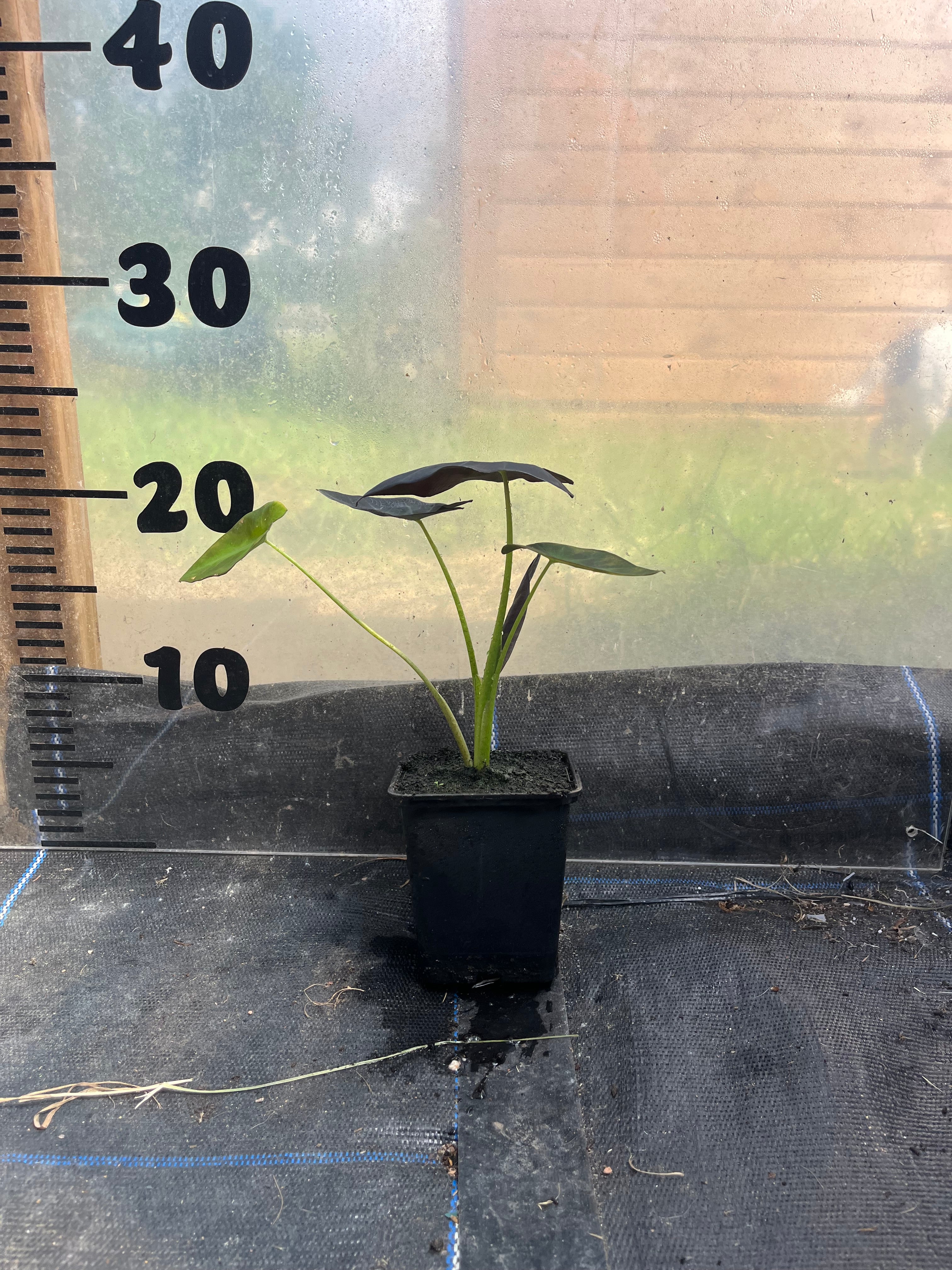 Colocasia Black Beauty picture of 9cm plant in a pot in front of a centimetre scale