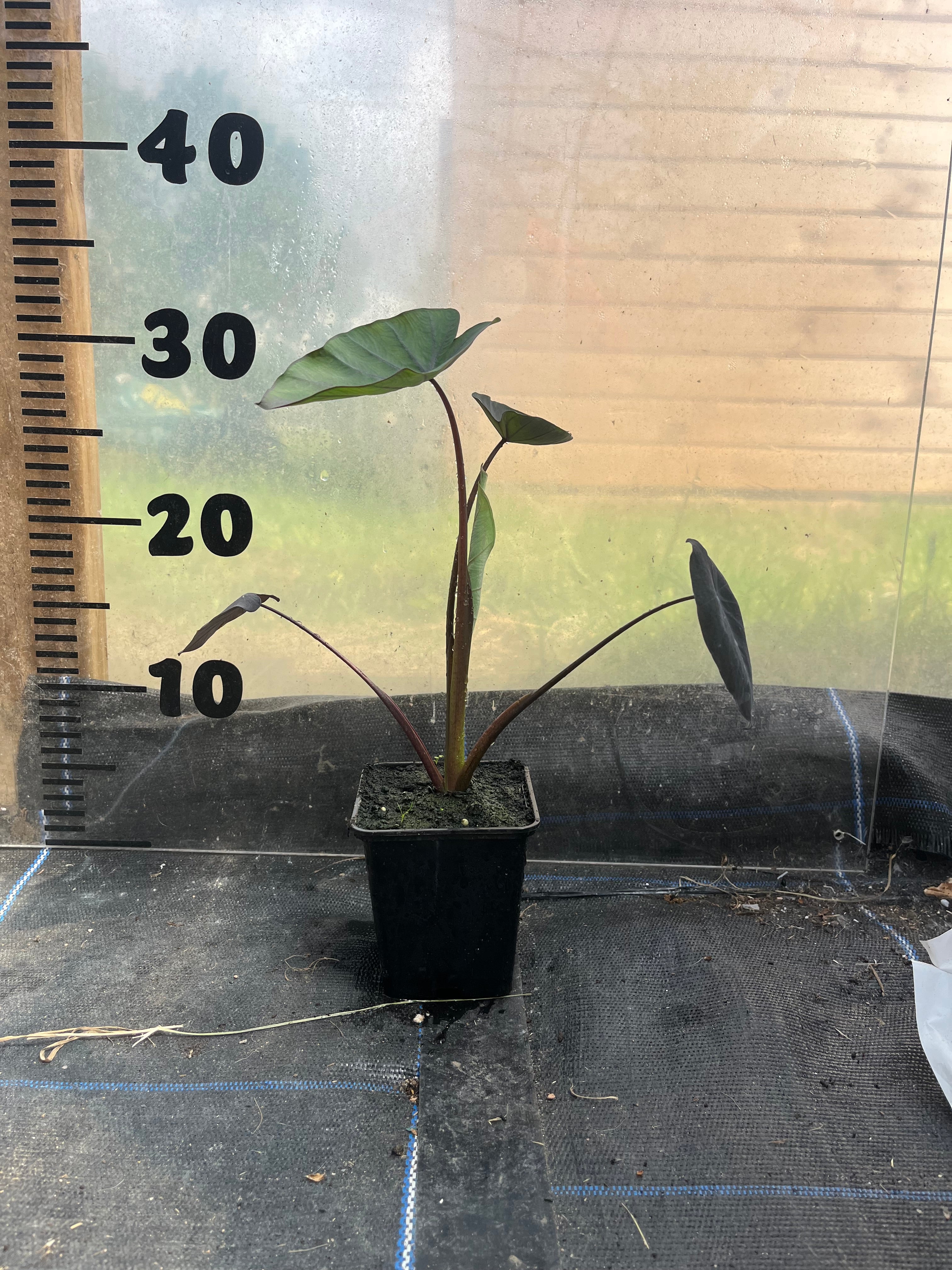 Colocasia Black Magic picture of 9cm plant in a pot in front of a centimetre scale