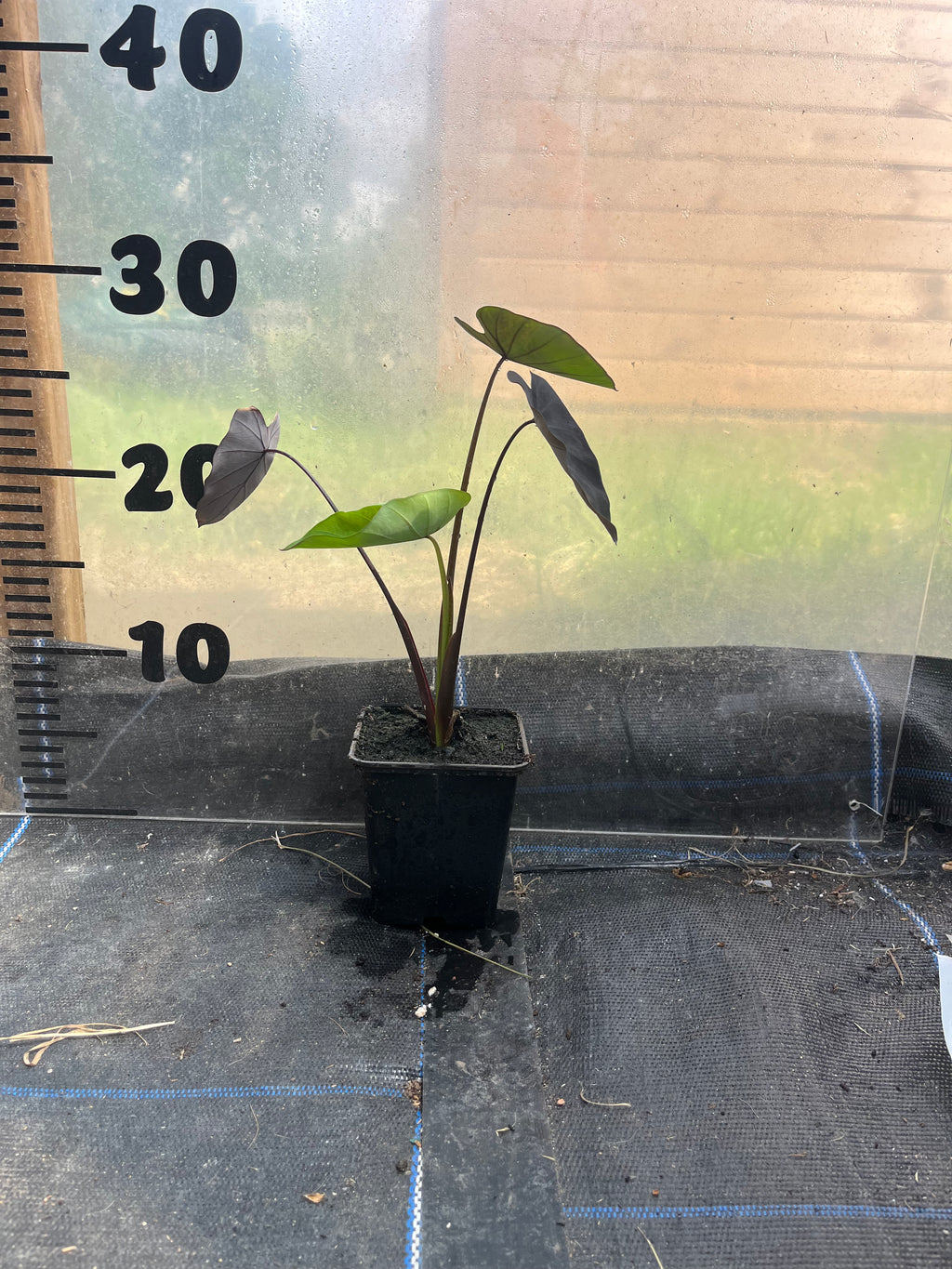 Colocasia Black Ruffles picture of 9cm plant in a pot in front of a centimetre scale