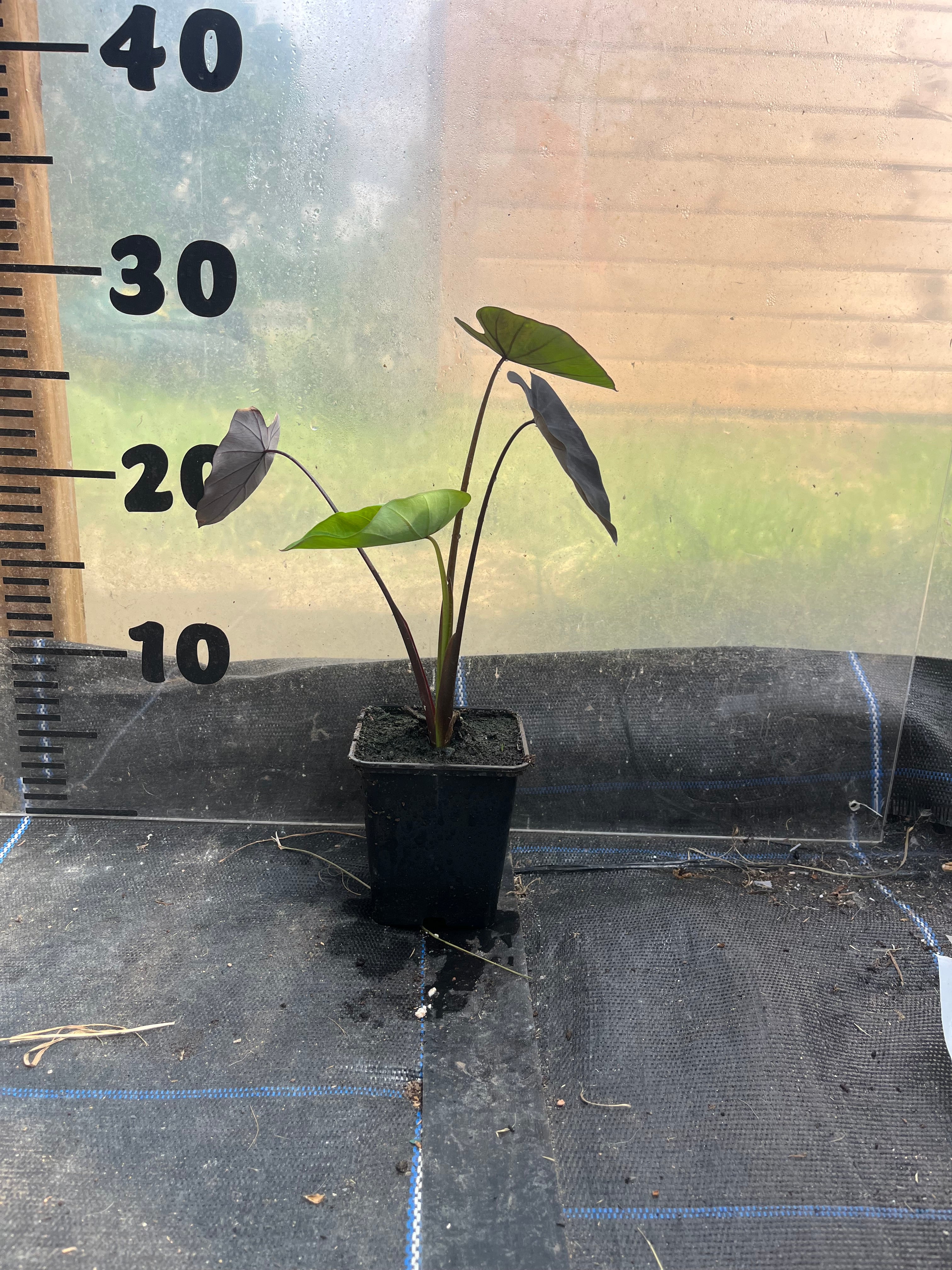 Colocasia Black Ruffles picture of 9cm plant in a pot in front of a centimetre scale