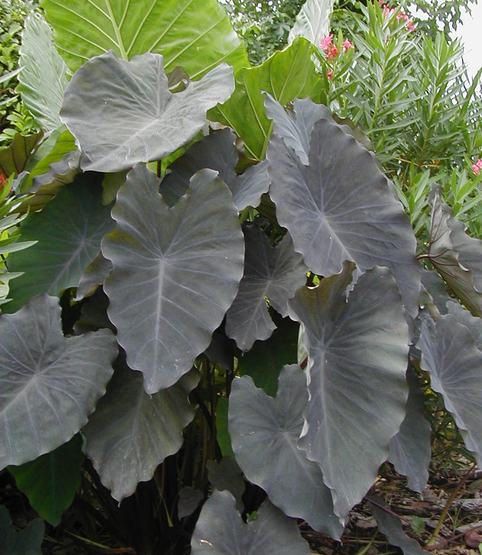 Colocasia Black Ruffles picture of mature plant highlighting the ruffled texture of the leaves.
