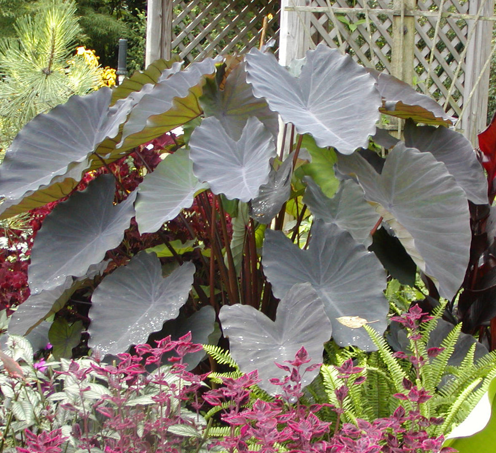 Colocasia Black Ruffles picture of a mature plant, planted in a bed f other plants