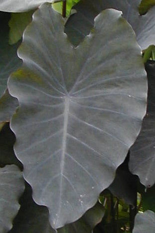 Colocasia Black Ruffles picture of a leaf showing the ruffles of the leaf edge