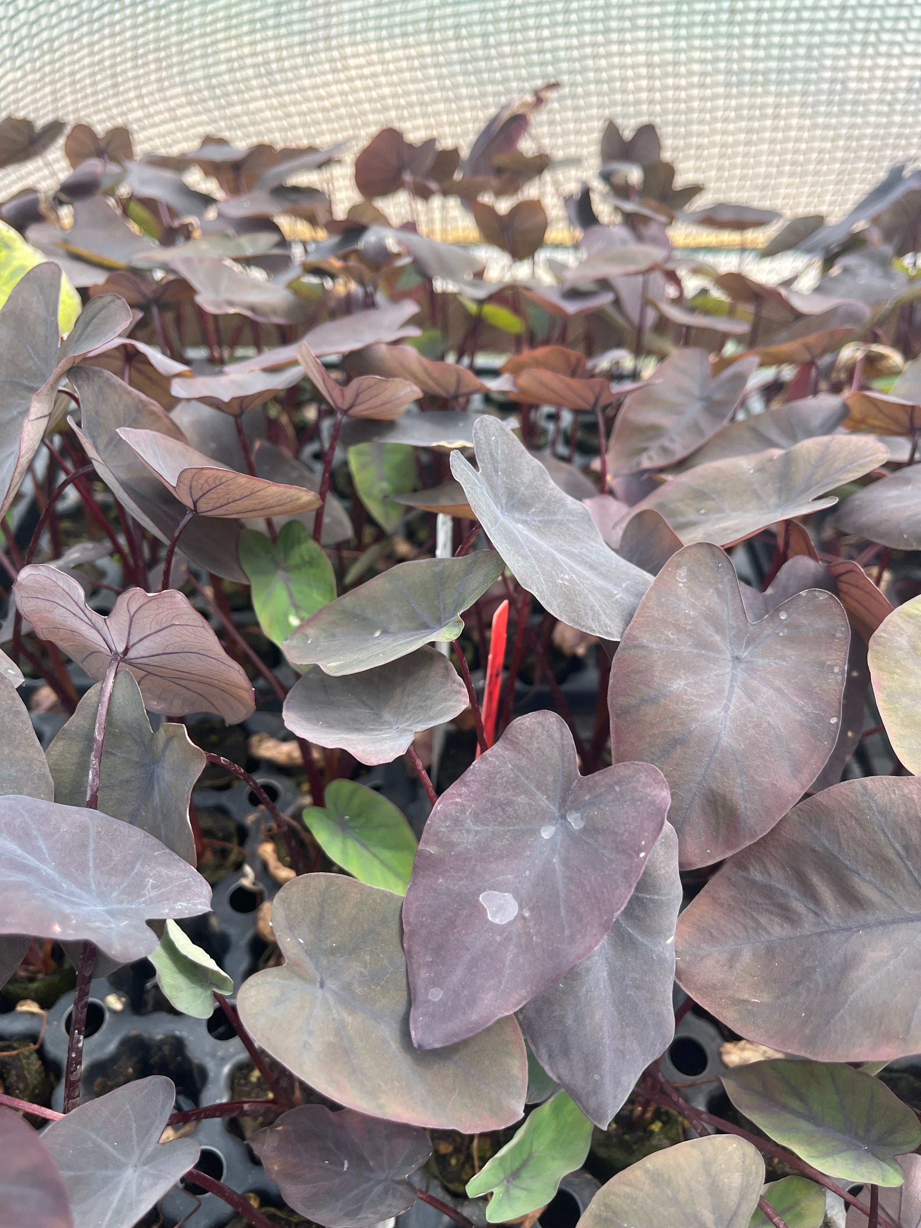 Colocasia Black Magic picture showing plug plants in a tray