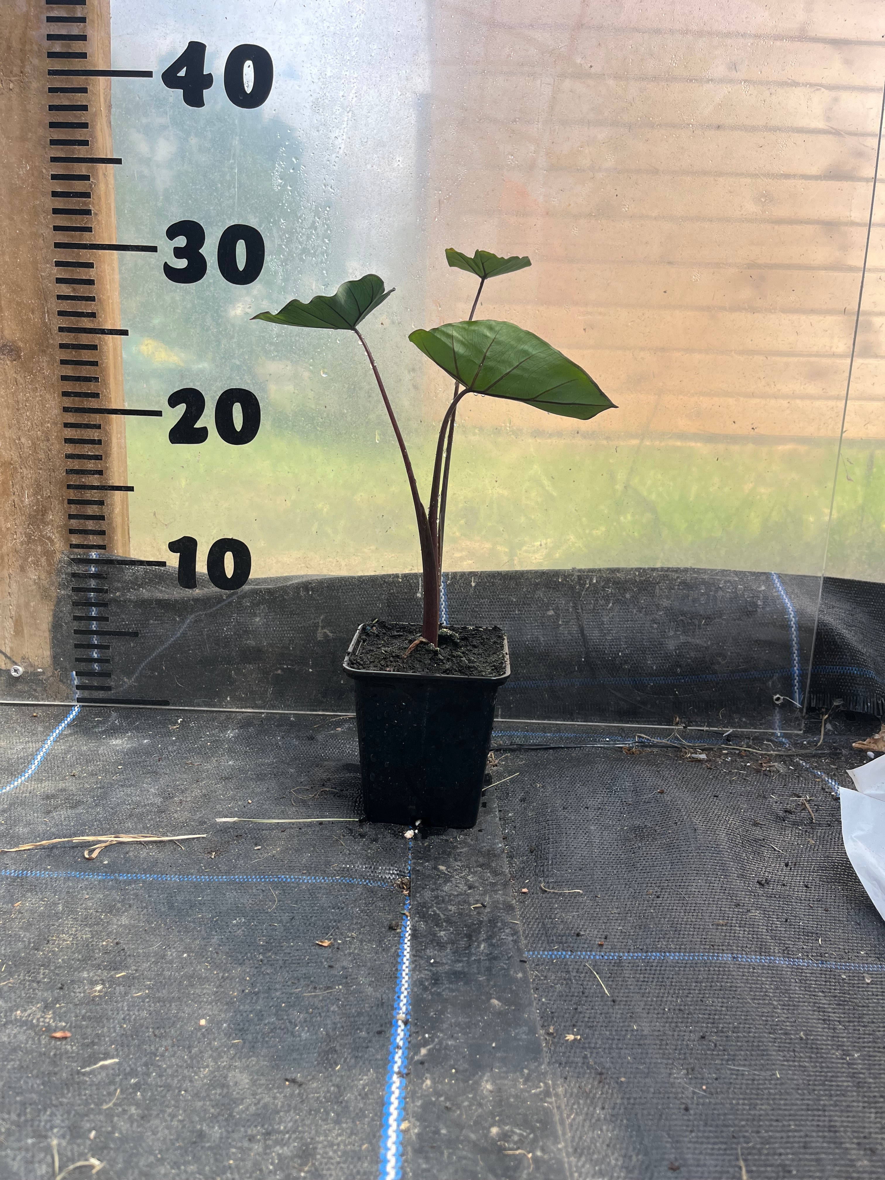 Colocasia Fontanesii picture of 9cm plant in a pot in front of a centimetre scale