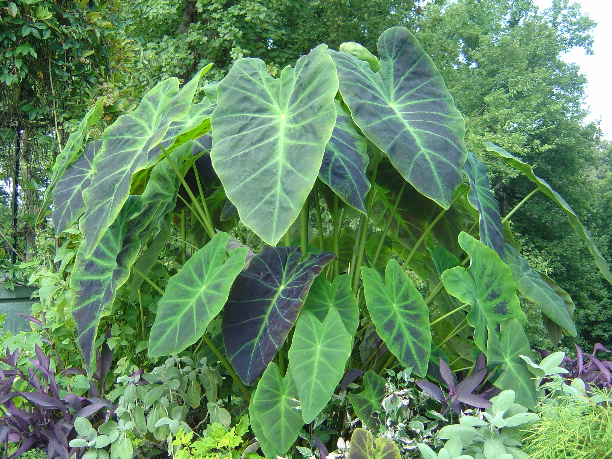 Colocasia Antiquorum 'Illustris'