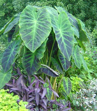 Colocasia Antiquorum 'Illustris'
