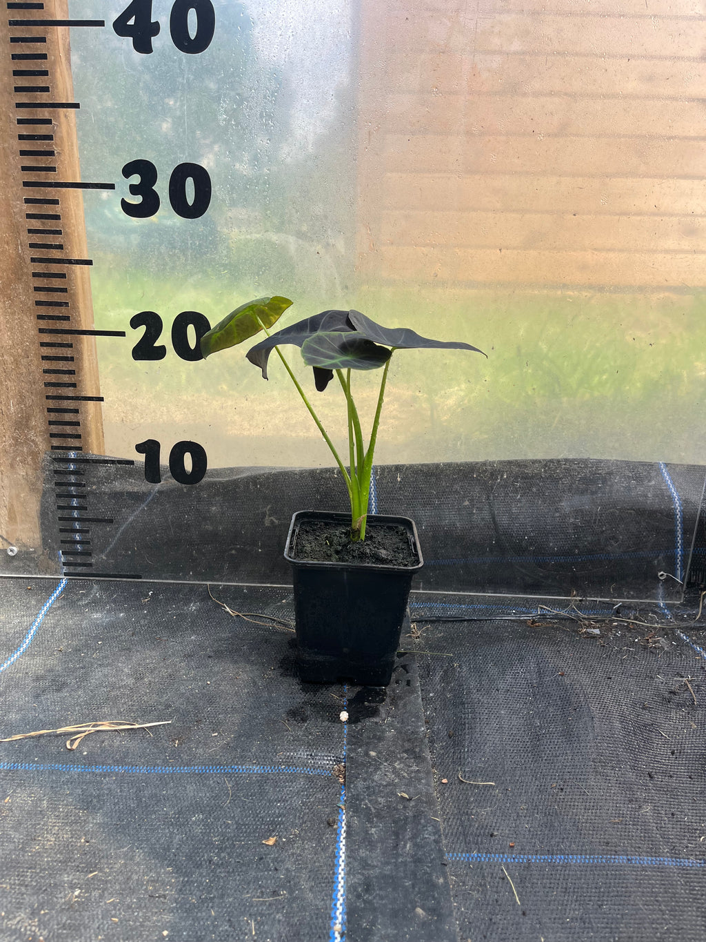Colocasia illustris picture of 9cm plant in a pot in front of a centimetre scale