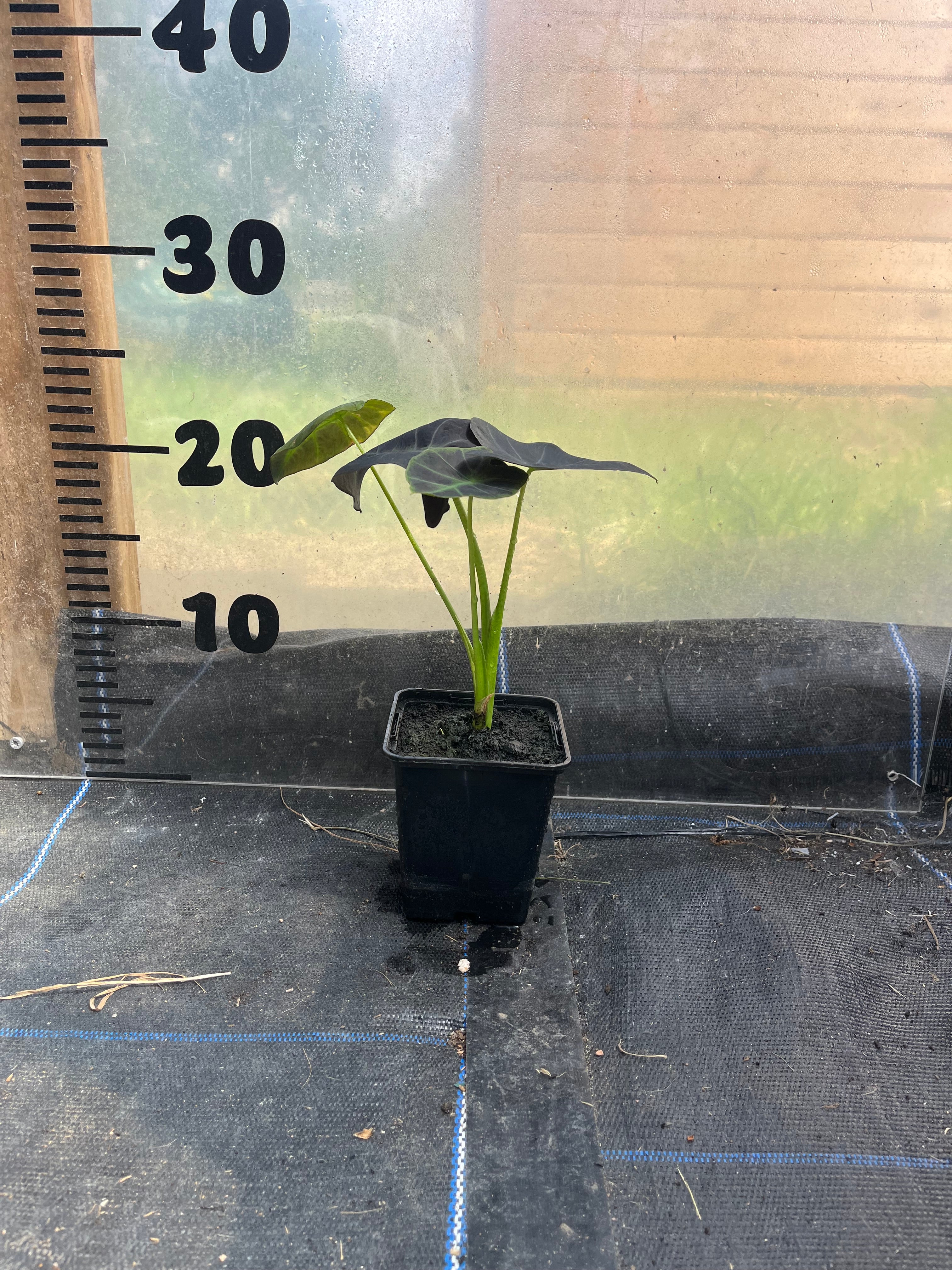 Colocasia illustris picture of 9cm plant in a pot in front of a centimetre scale