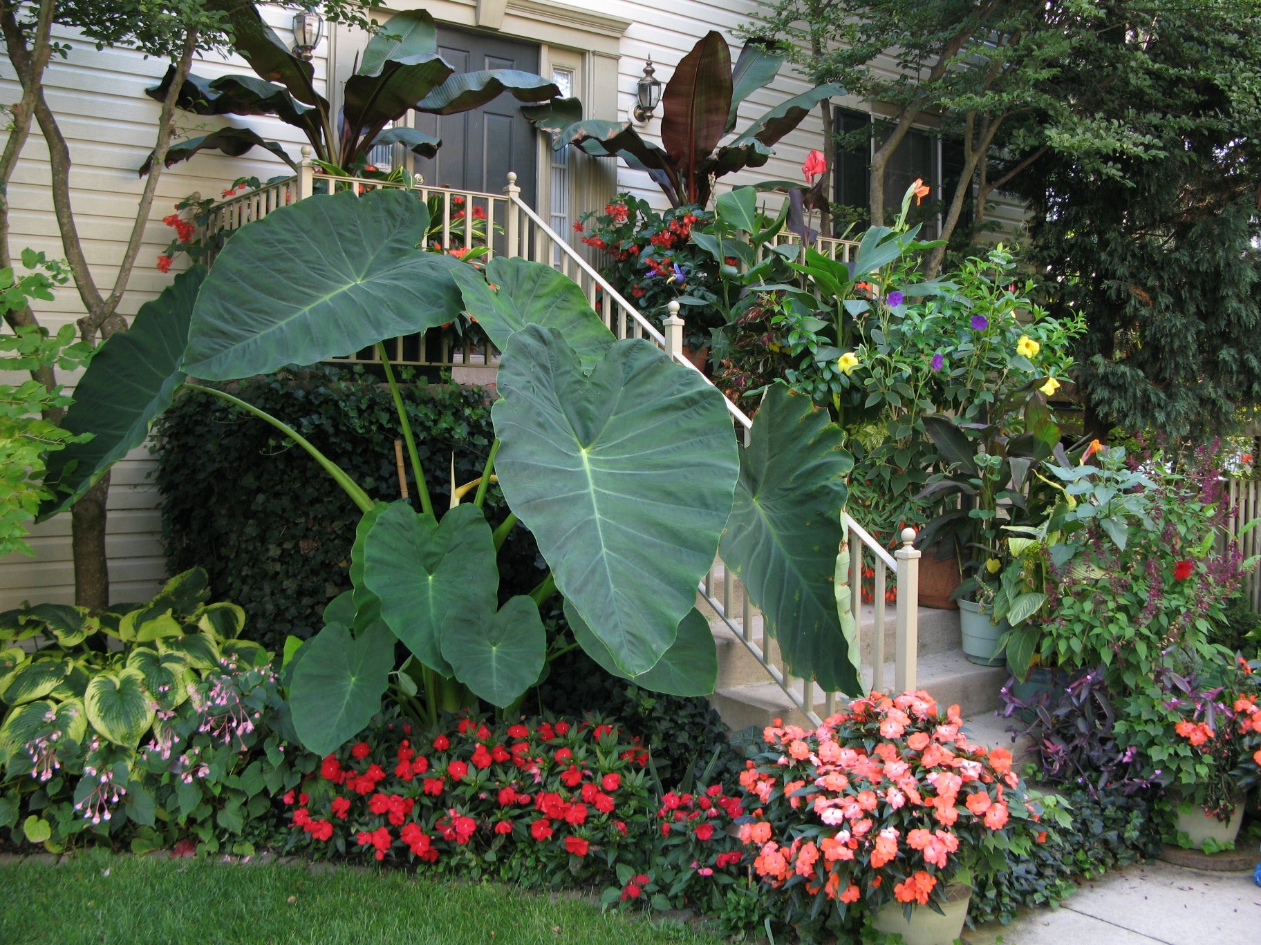 Colocasia Jack's Giant