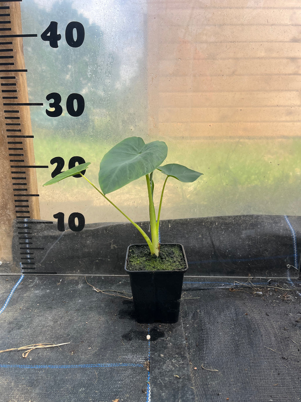 Colocasia Jacks Giant picture of plant in a 9cm pot in front of a centimetre scale 