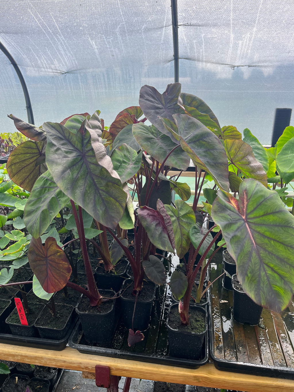 Colocasia Madeira Star picture of several plants inside a poly tunnel showing their red stems and leaf colouration