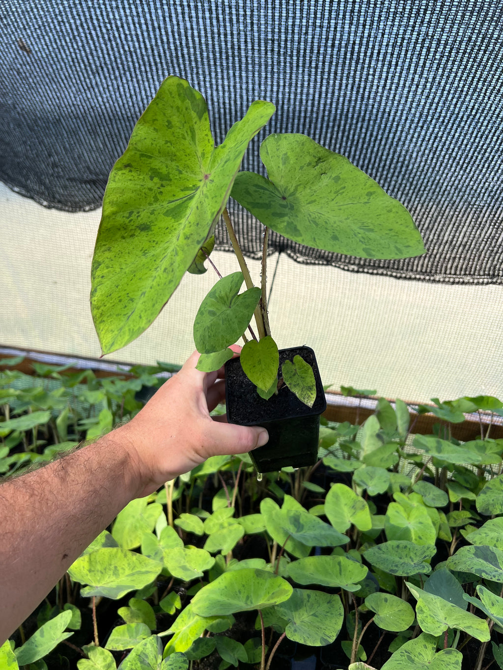 Colocasia Mojito 9cm pot