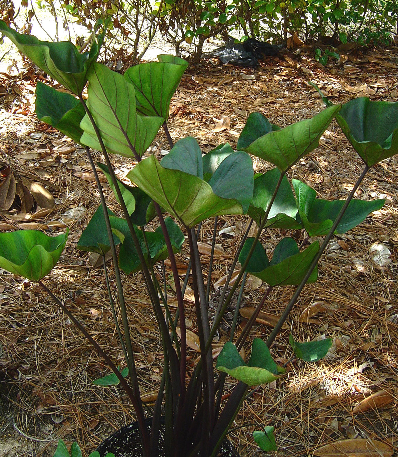 Colocasia Tea Cups