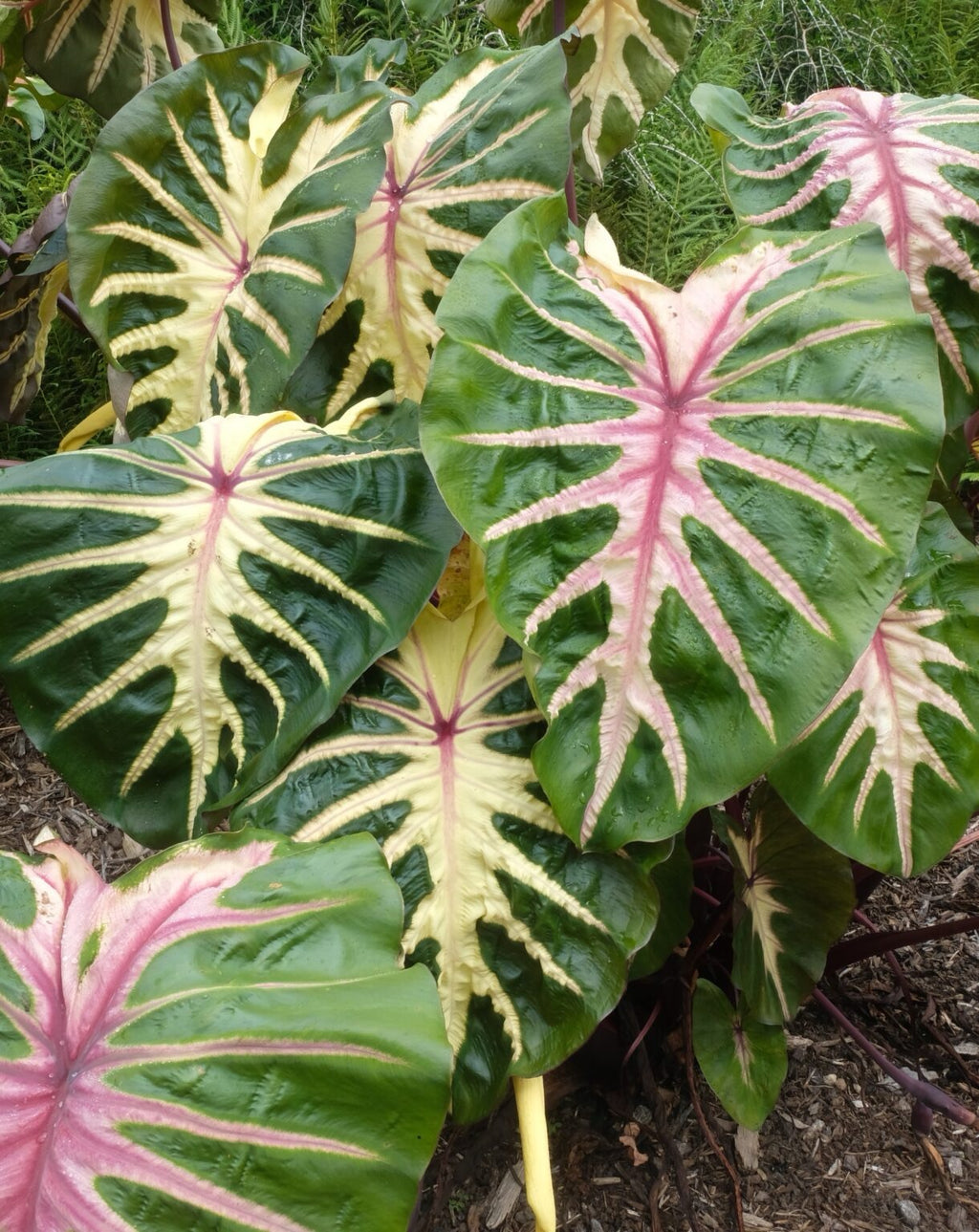 Colocasia Waikiki Mature leaf with full colouration
