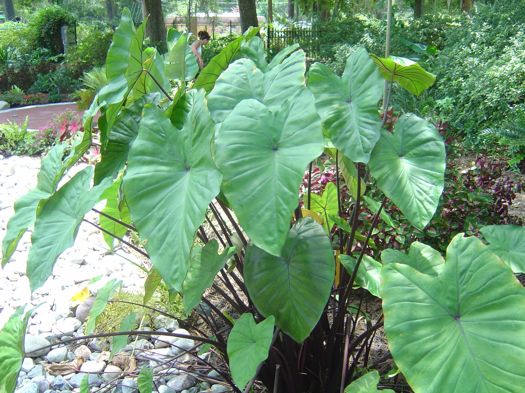 Colocasia Esculenta Fontenesii