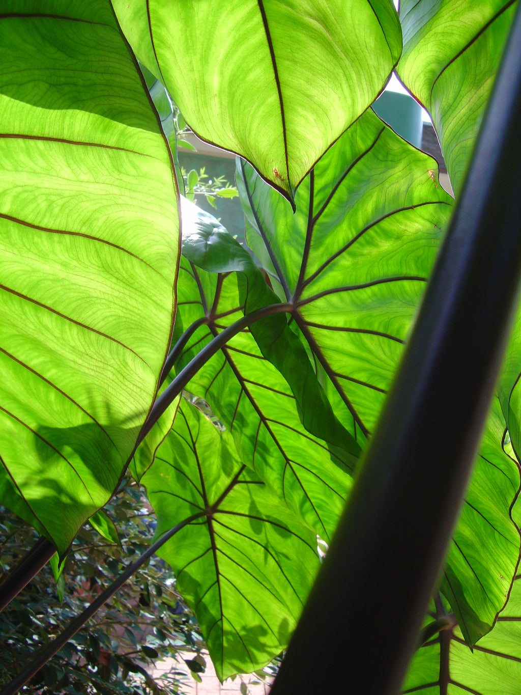 Colocasia Fontanesii picture of the underside of the leaves and stems showing the black stems and black veining to the leaves