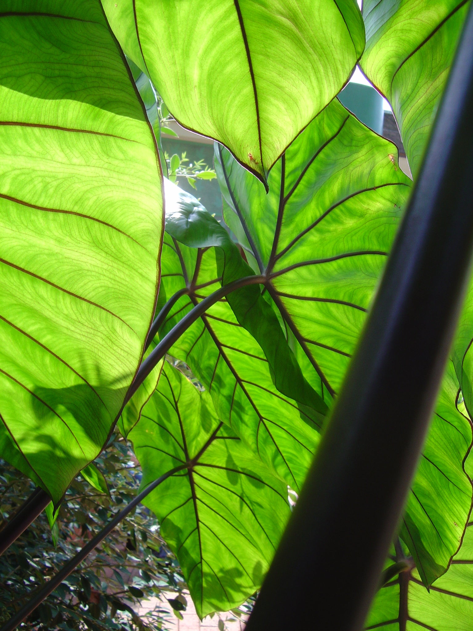 Colocasia Esculenta Fontenesii