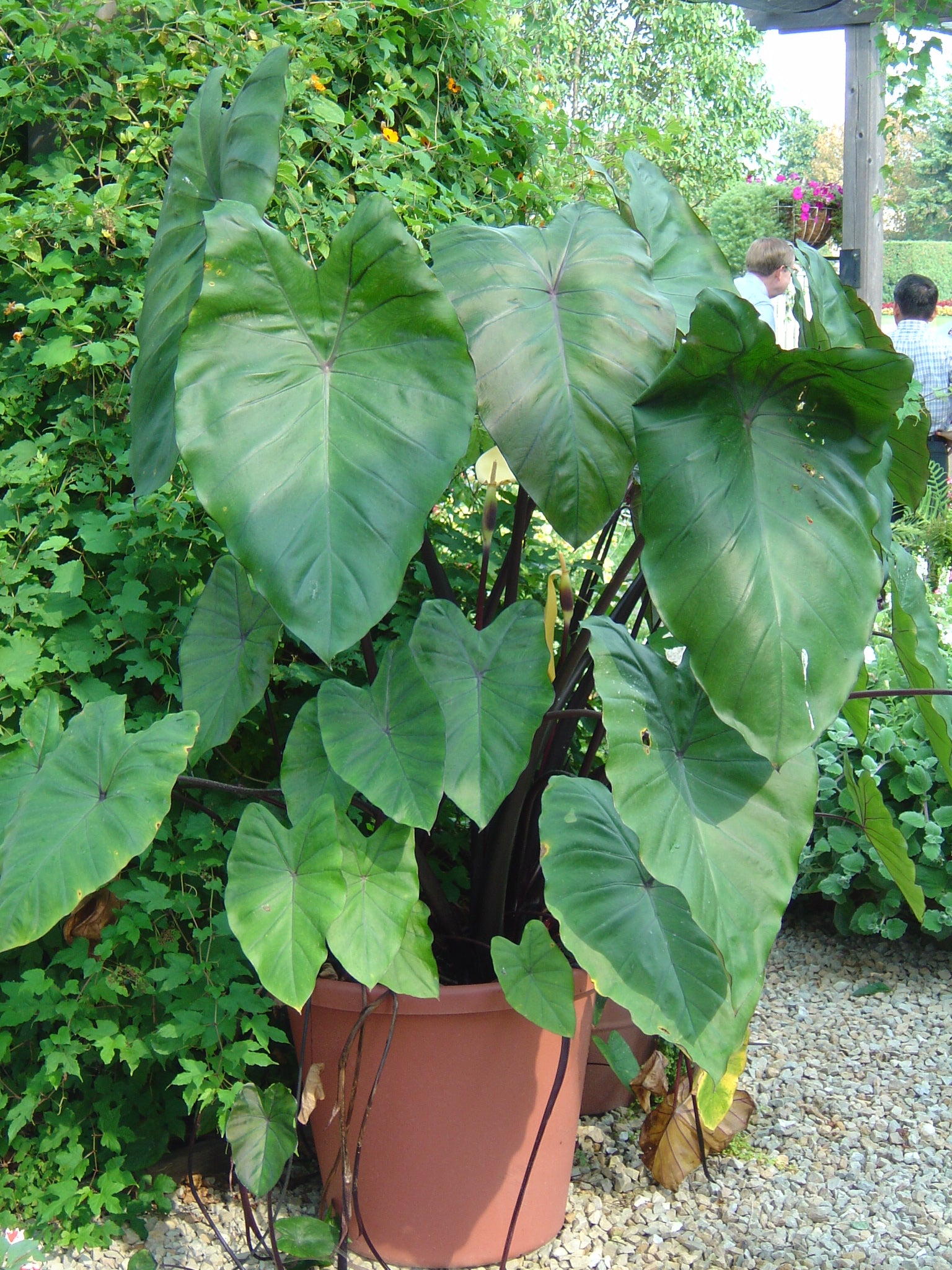 Colocasia Esculenta Fontenesii