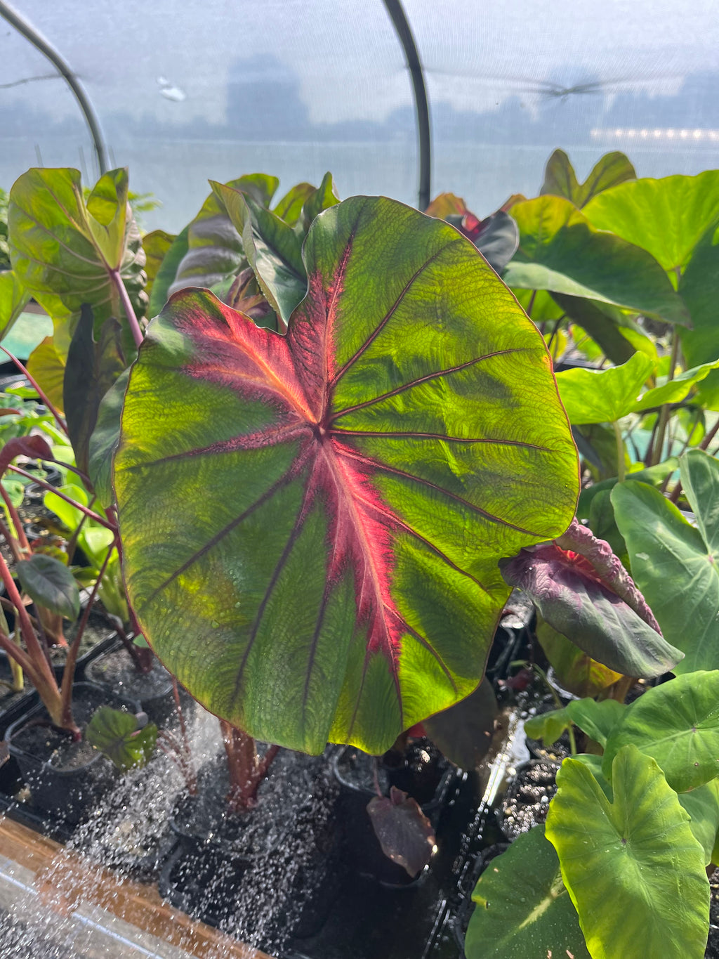 Colocasia Madeira star picture of leaf showing the colour variegation