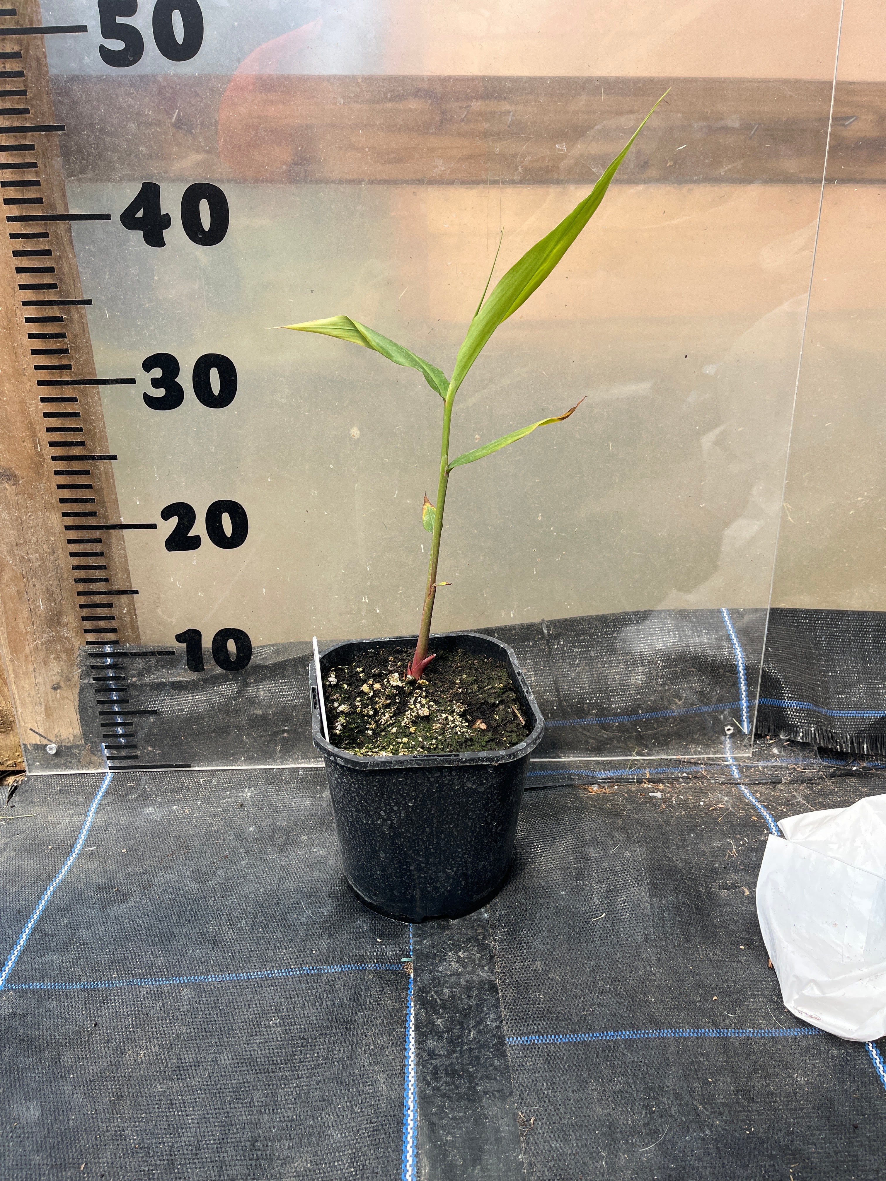 Hedychium Himalayan Lipstick