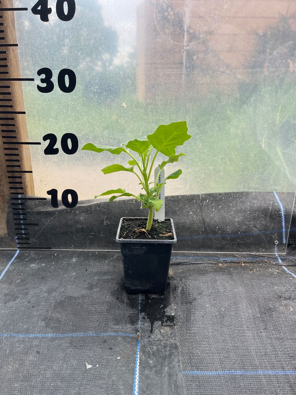 Brugmansia Sanguinea Vermilion