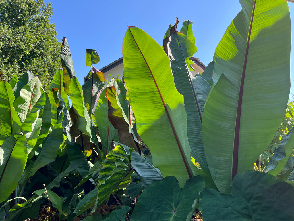Ensete Ventricosum Hiniba picture of plants showing their huge paddle leaves