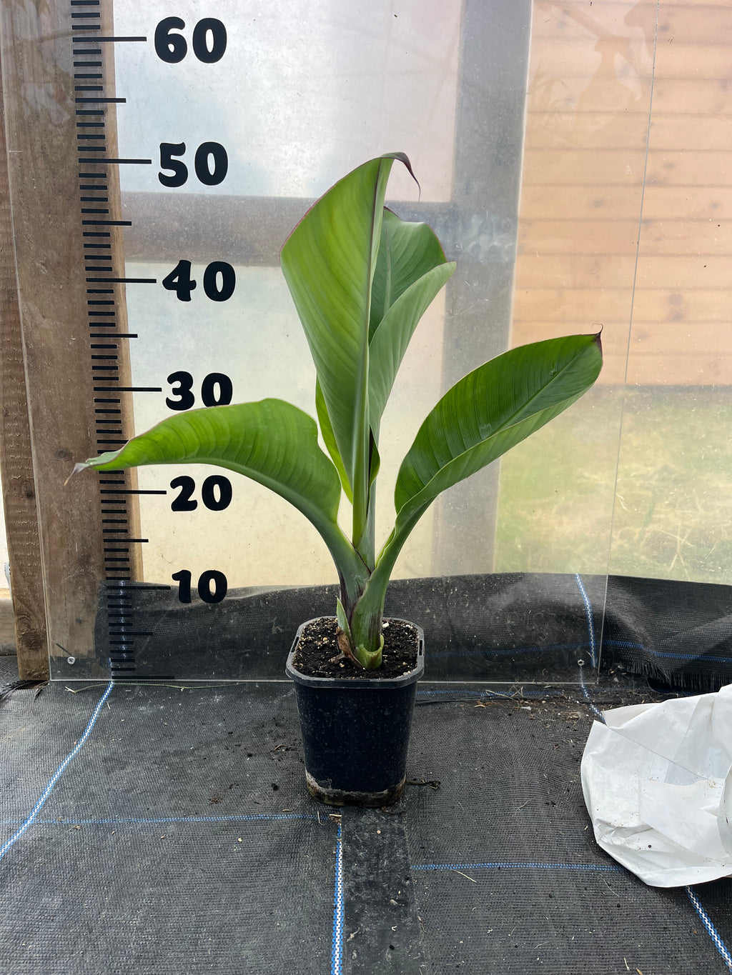 Ensete Ventricosum Hiniba picture of a plant in a 1 litre pot standing infront of a centimetre scale to show the size of the plant which is just over 50cm tall