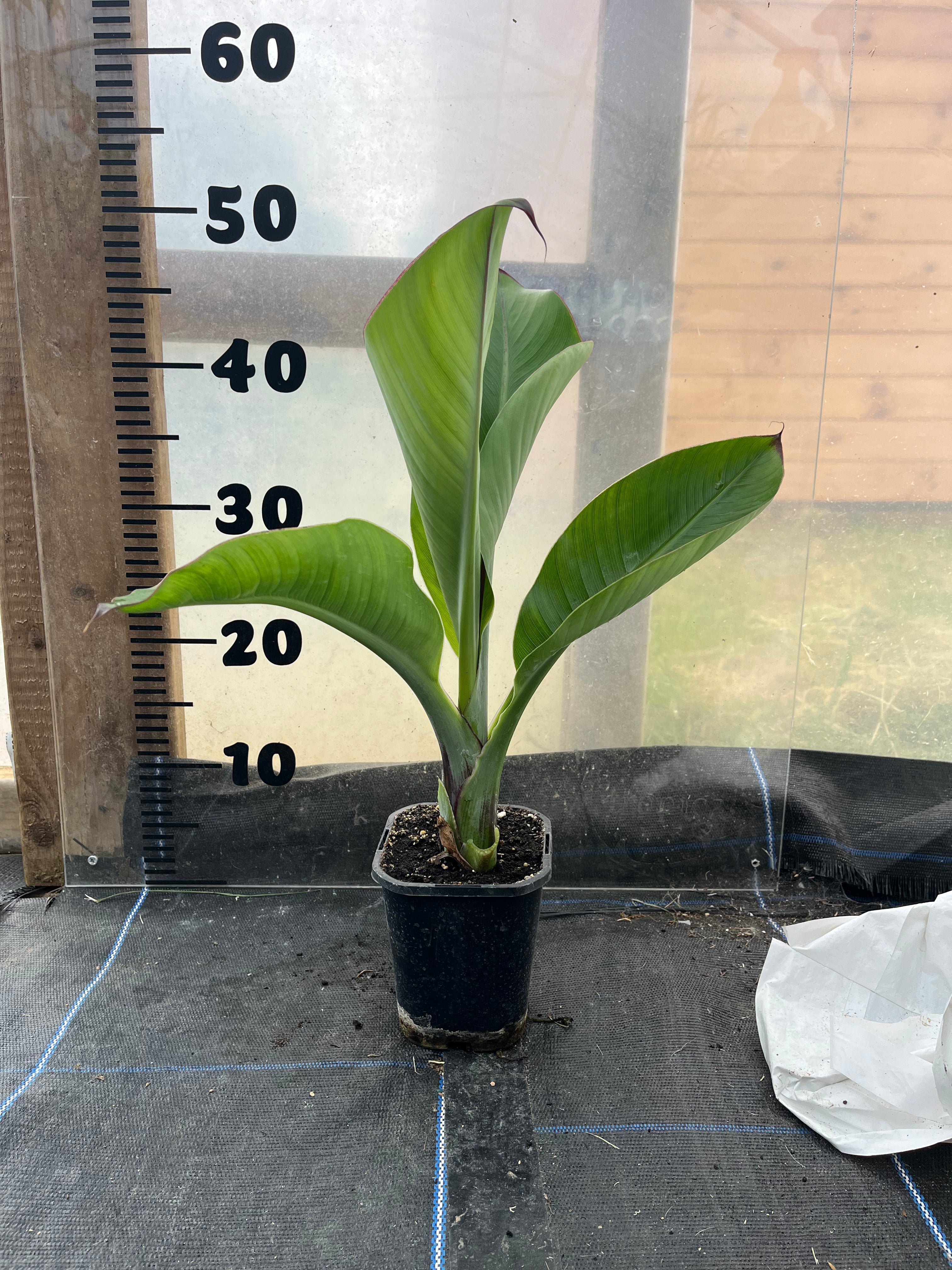 Ensete Ventricosum Hiniba picture of a plant in a 1 litre pot standing infront of a centimetre scale to show the size of the plant which is just over 50cm tall