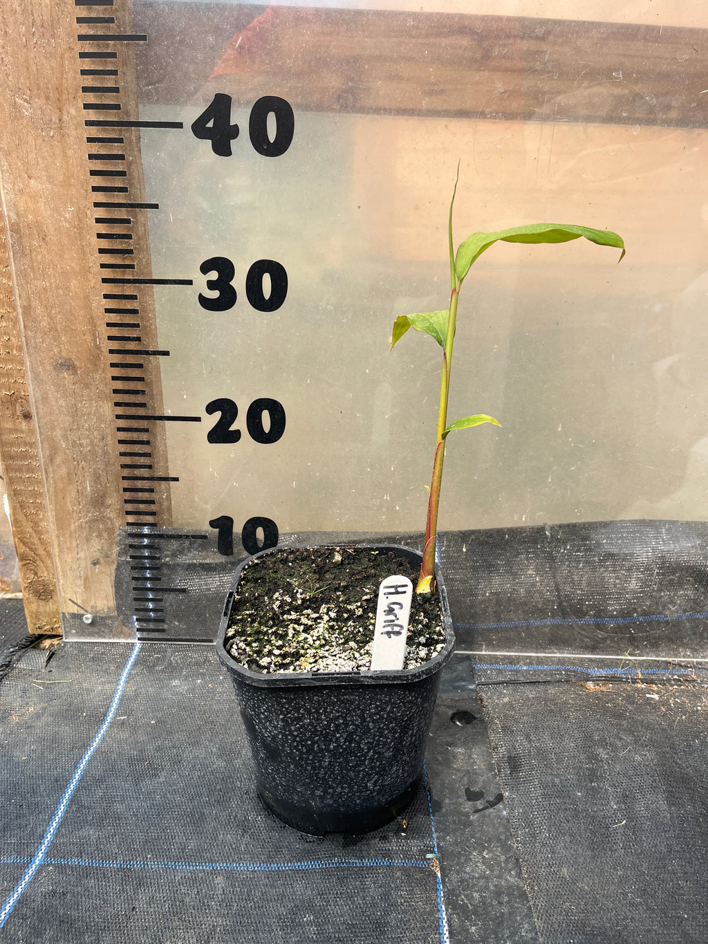 Hedychium Griffithianum