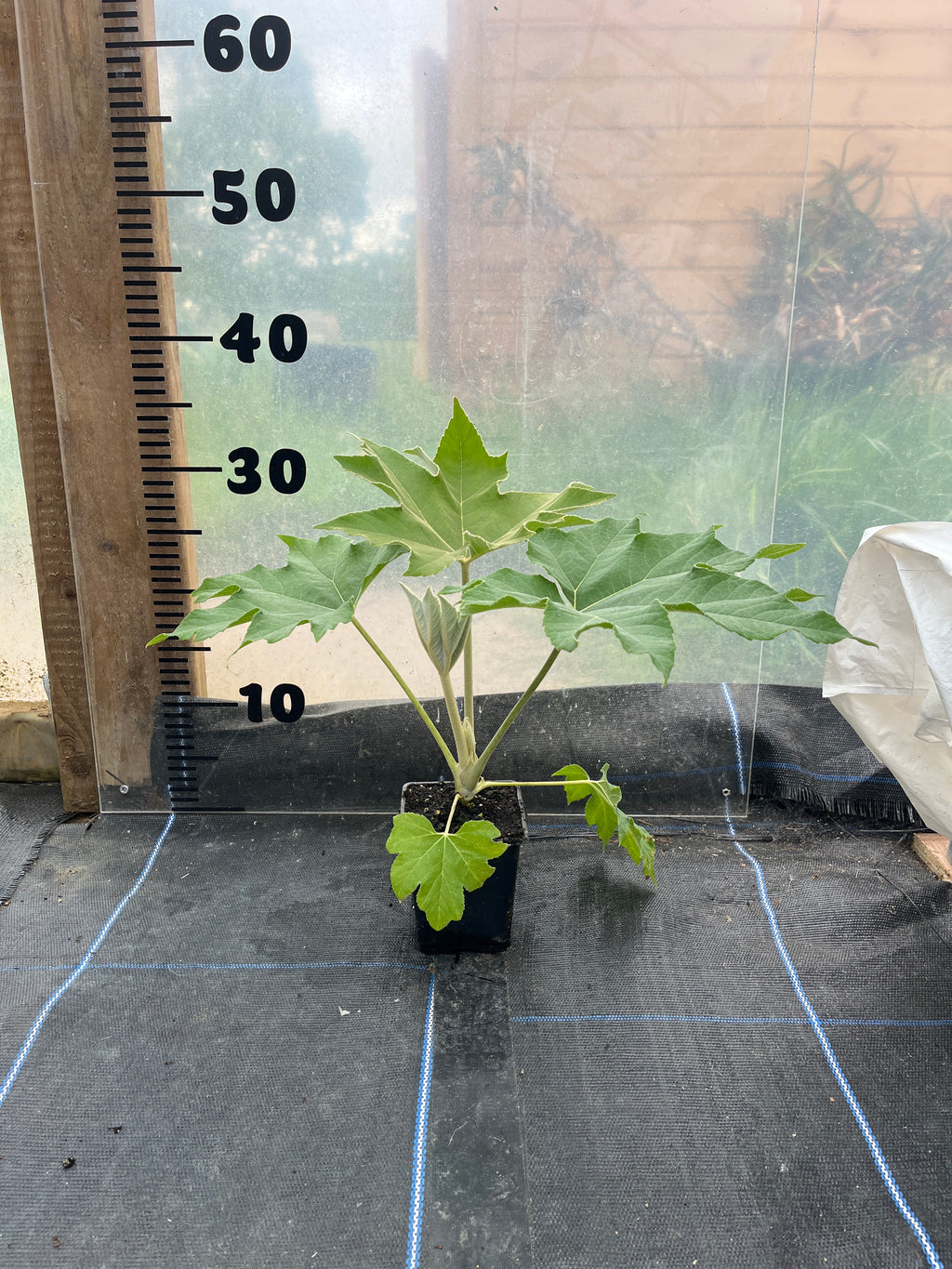 Tetrapanax Papyrifer NOID