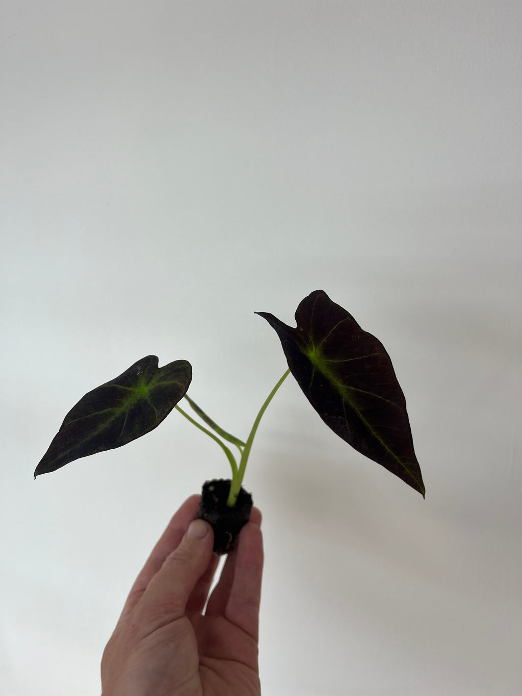 Colocasia Antiquorum 'Illustris'