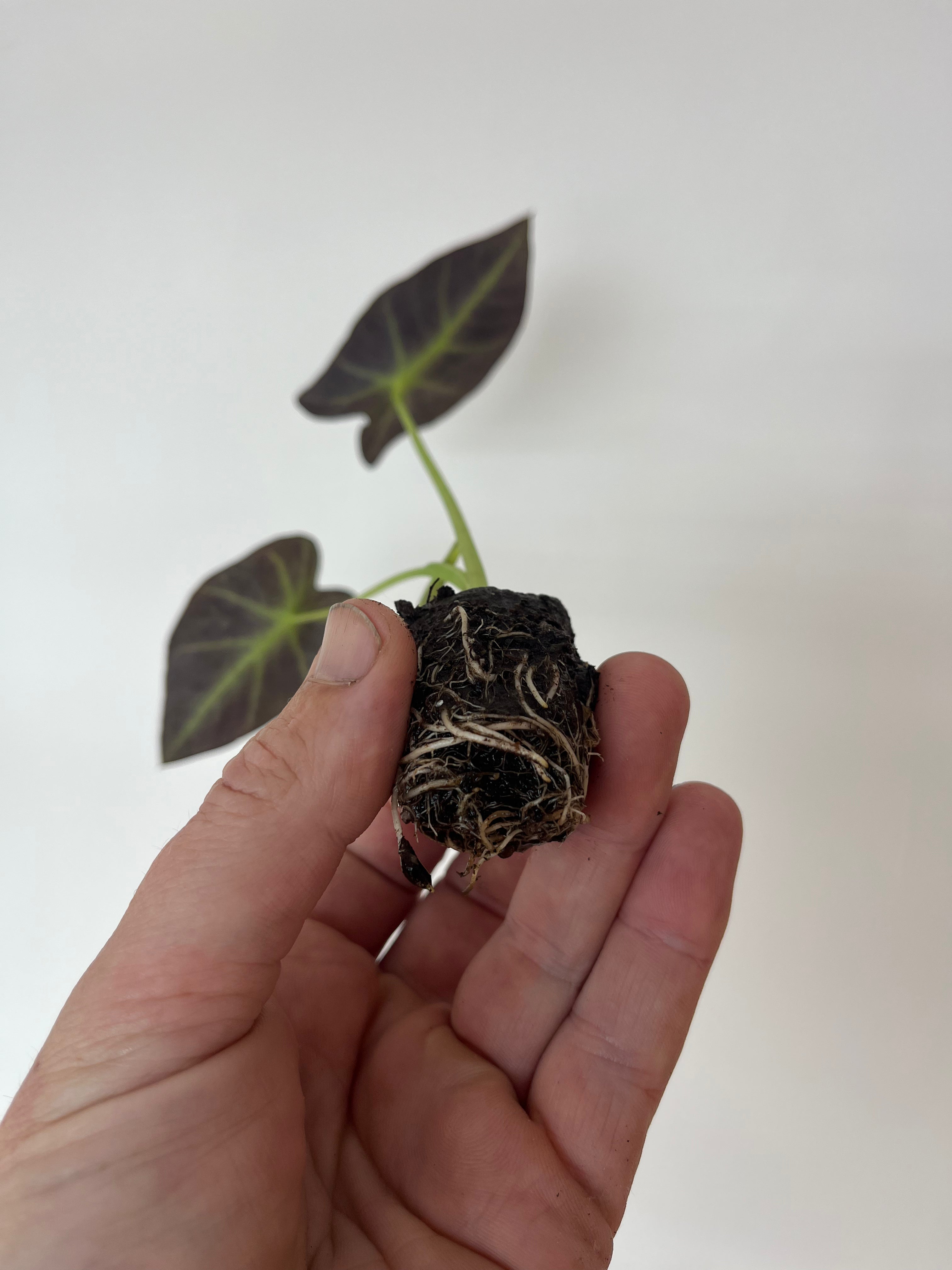 Colocasia Antiquorum 'Illustris'