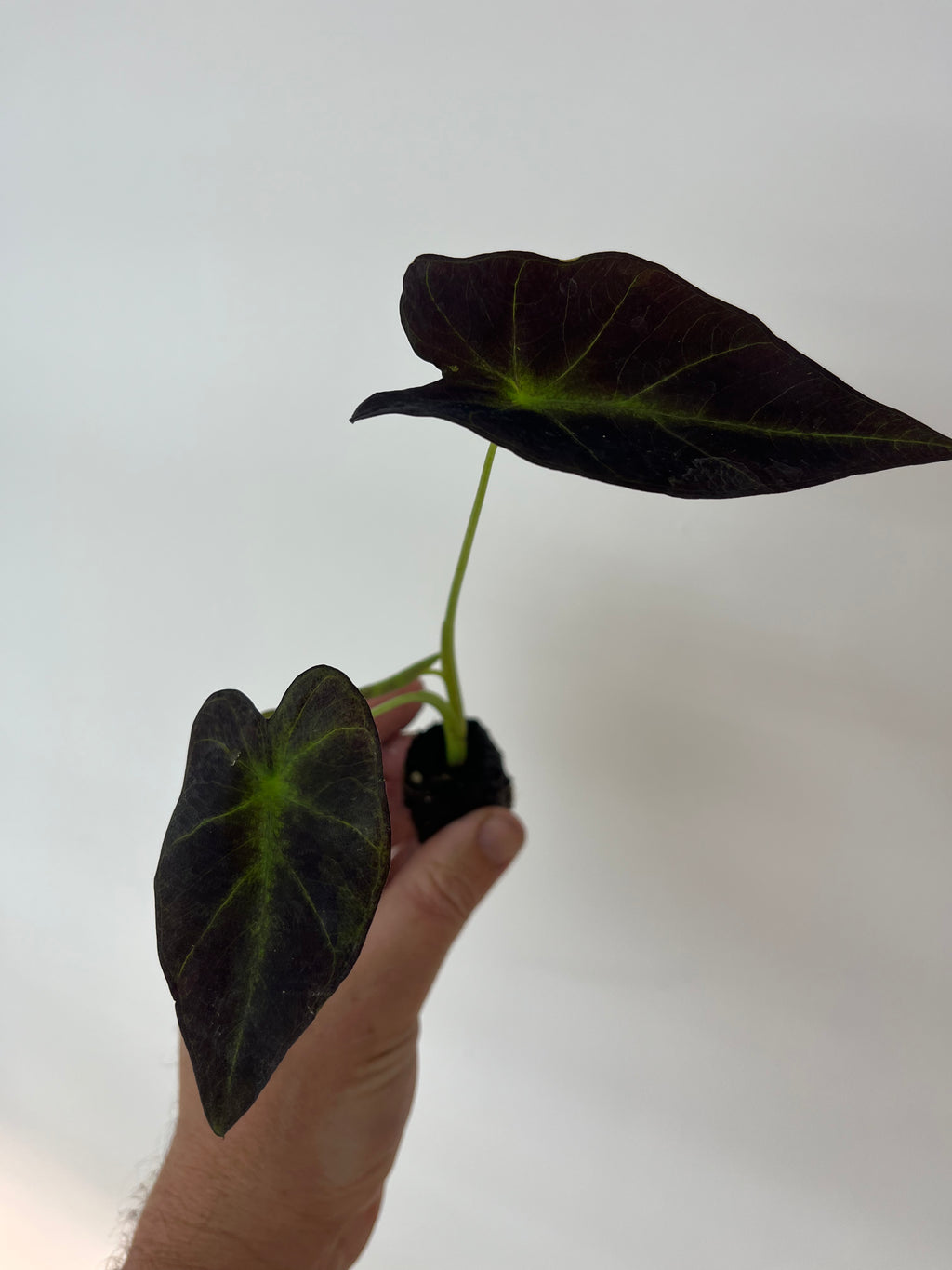 Colocasia Antiquorum 'Illustris'