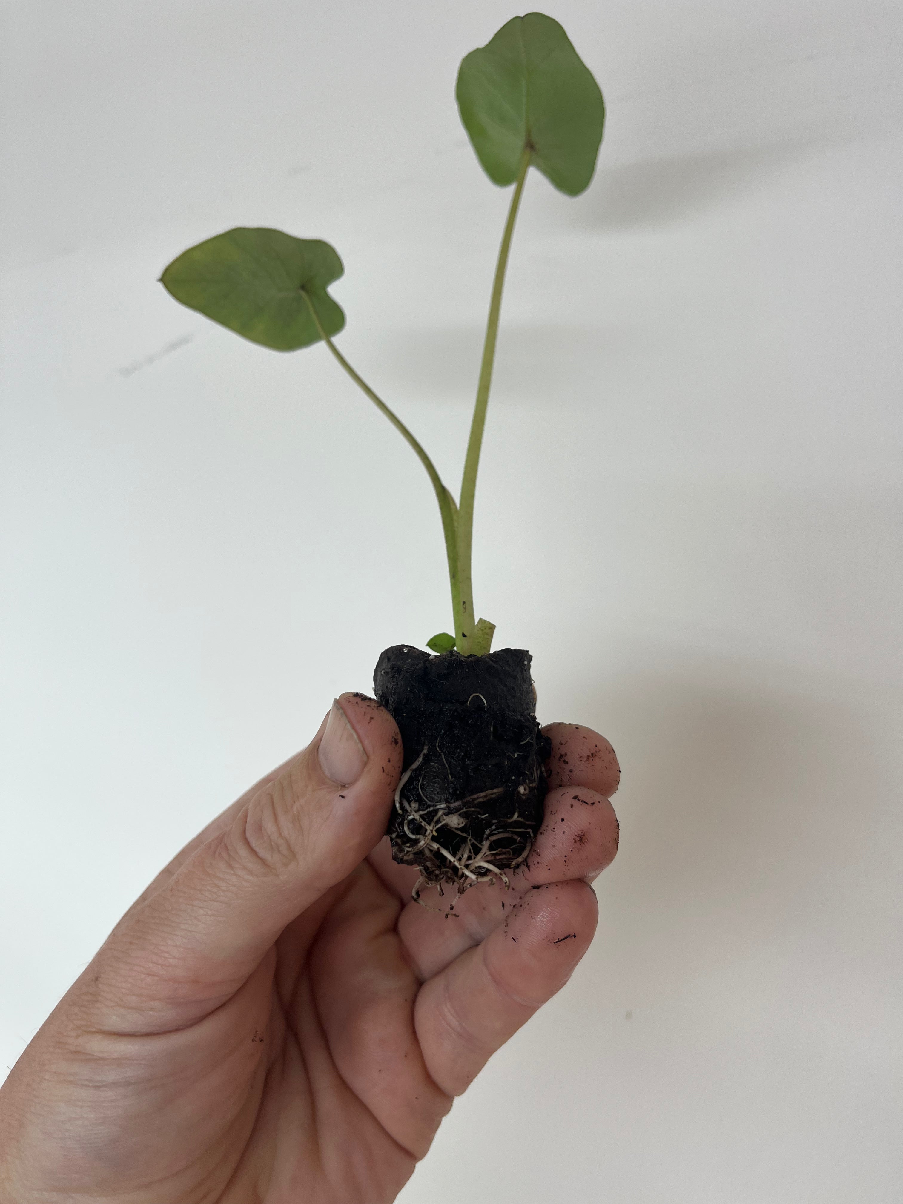 Colocasia Black Ruffles