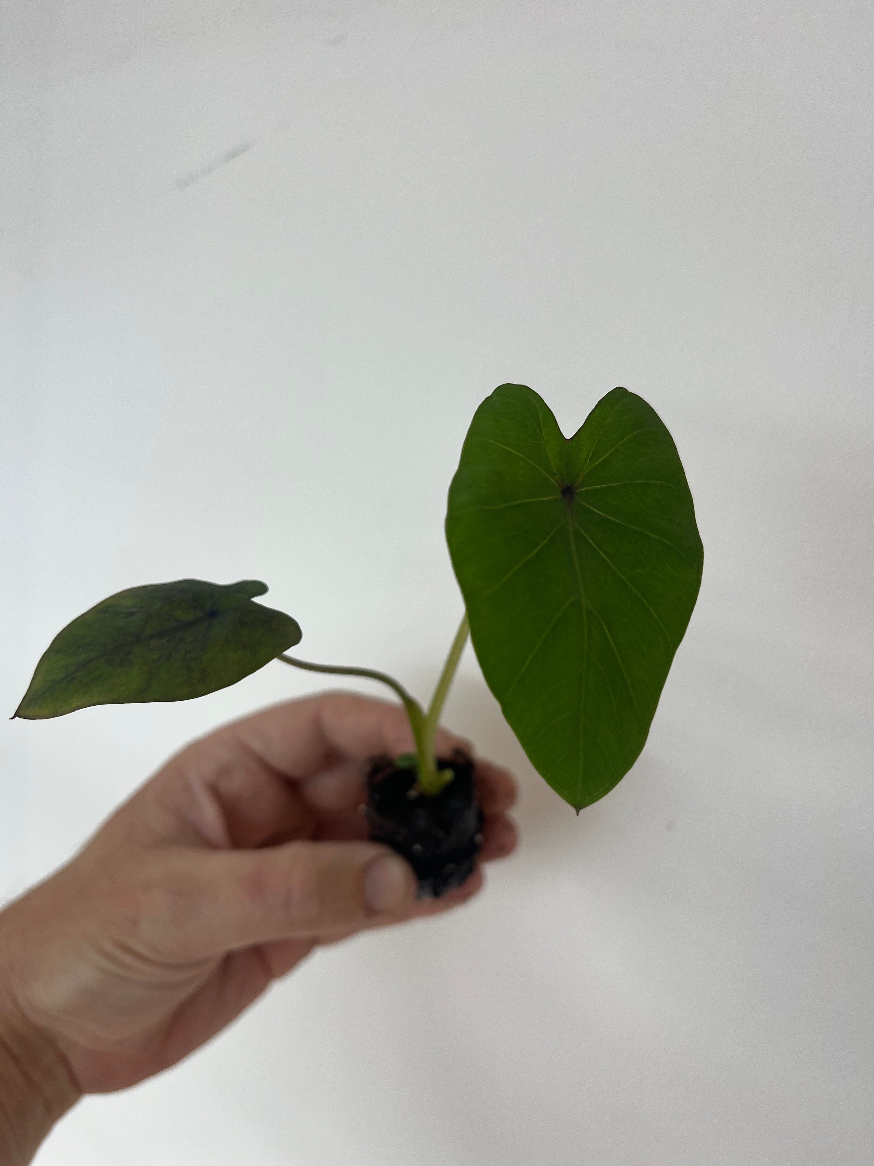 Colocasia Black Ruffles